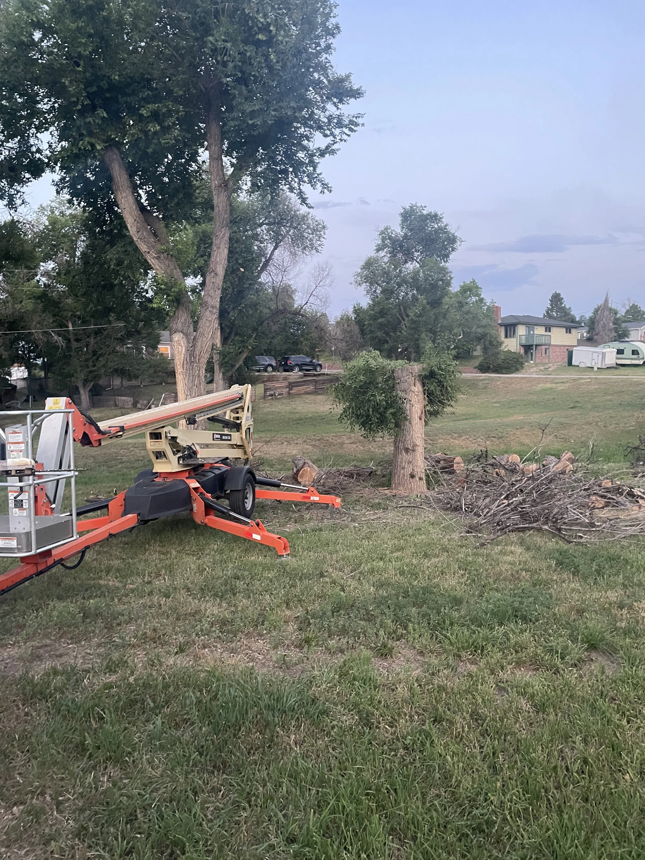 Elm Removal during.jpeg