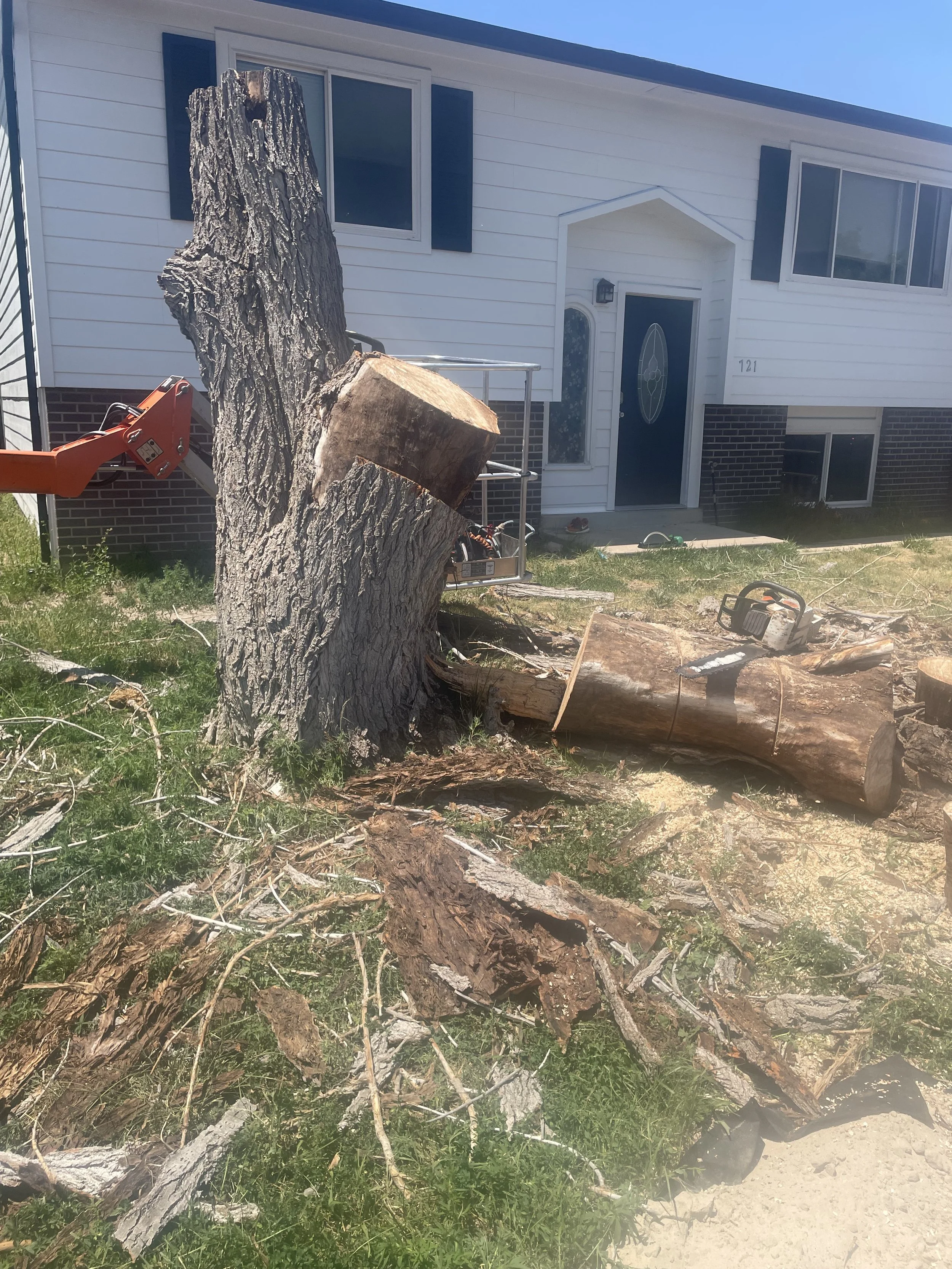 Cottonwood removal after.jpeg