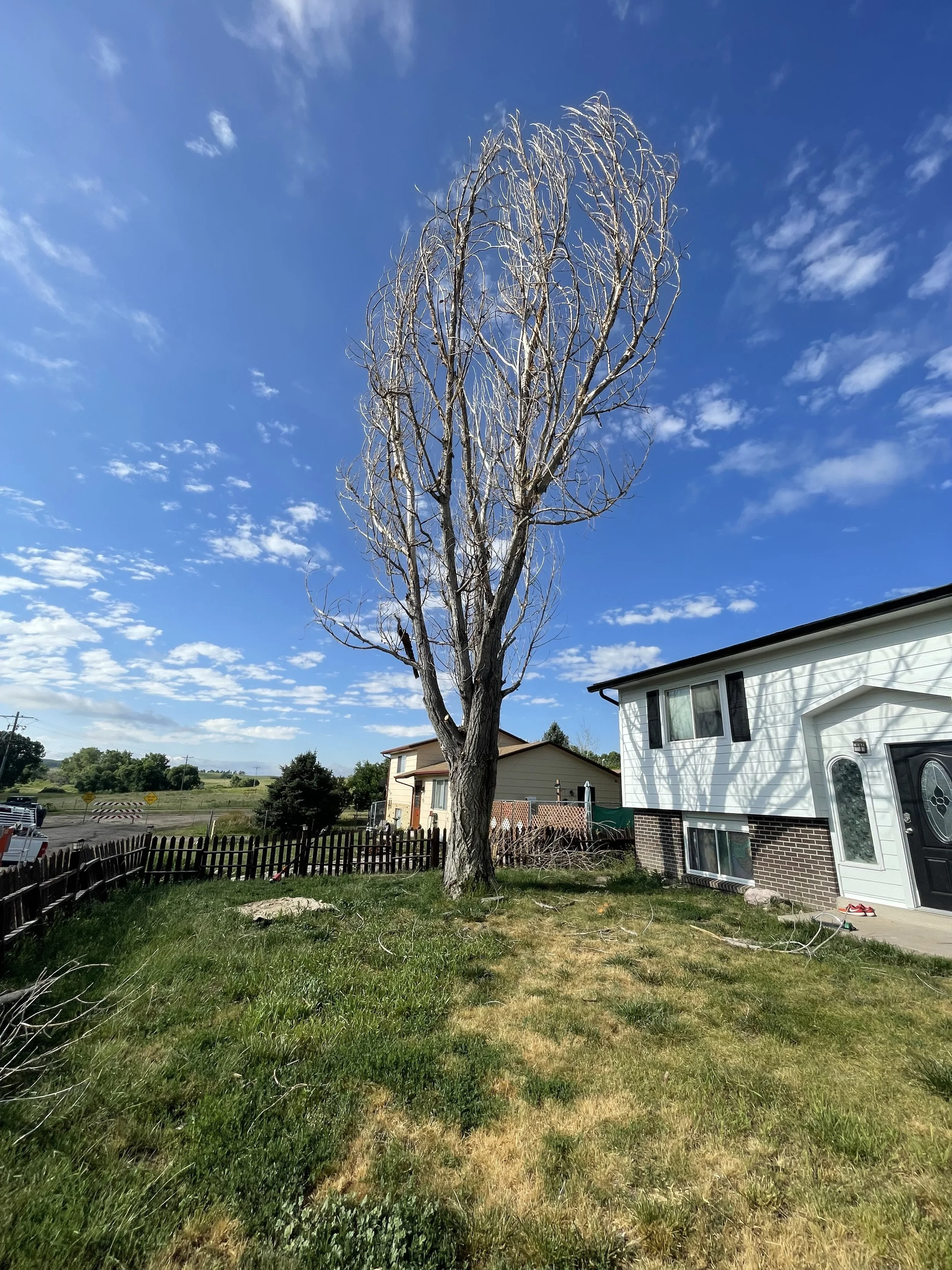 Cottonwood removal before.jpeg