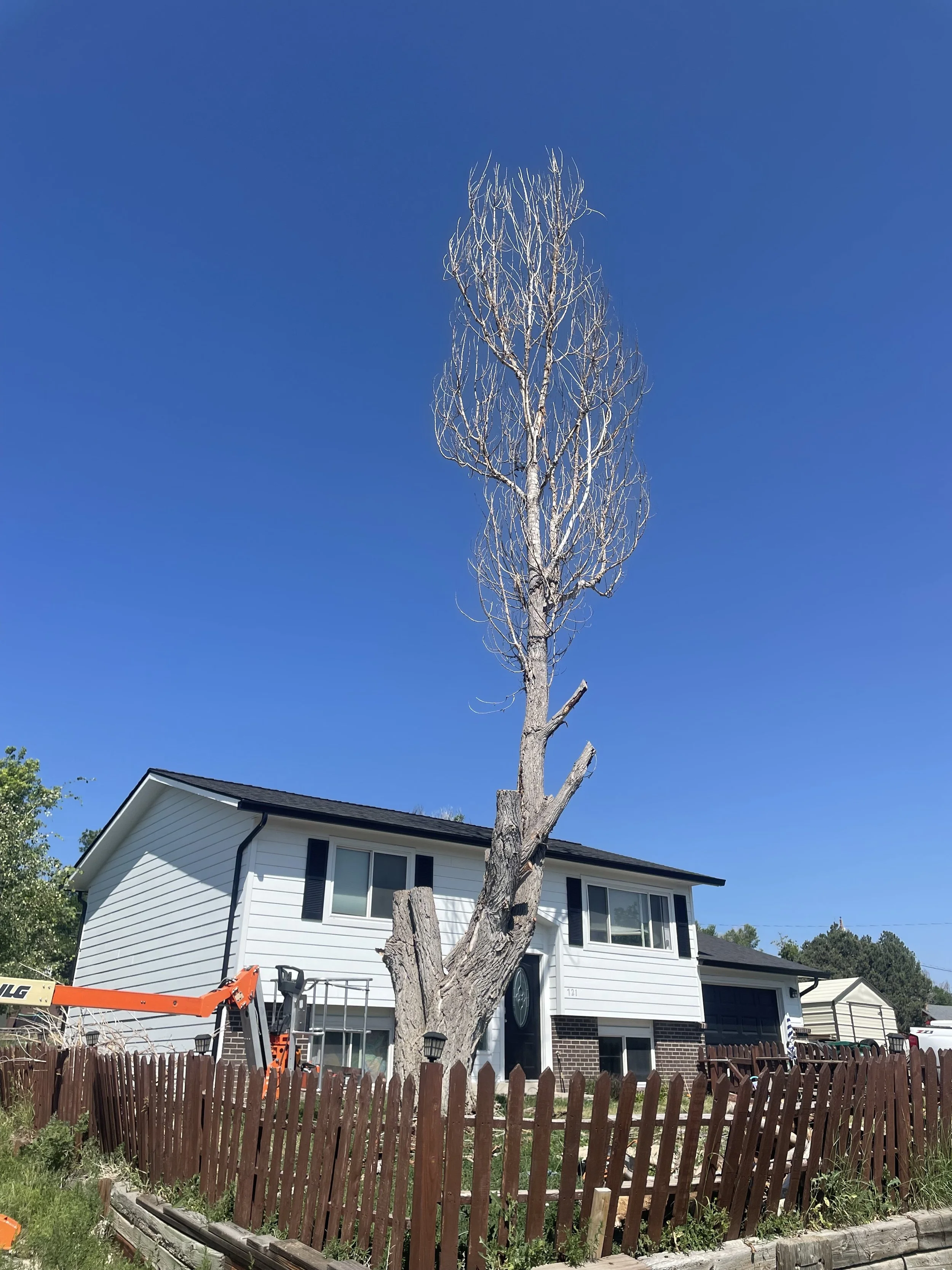 Cottonwood removal during.jpeg