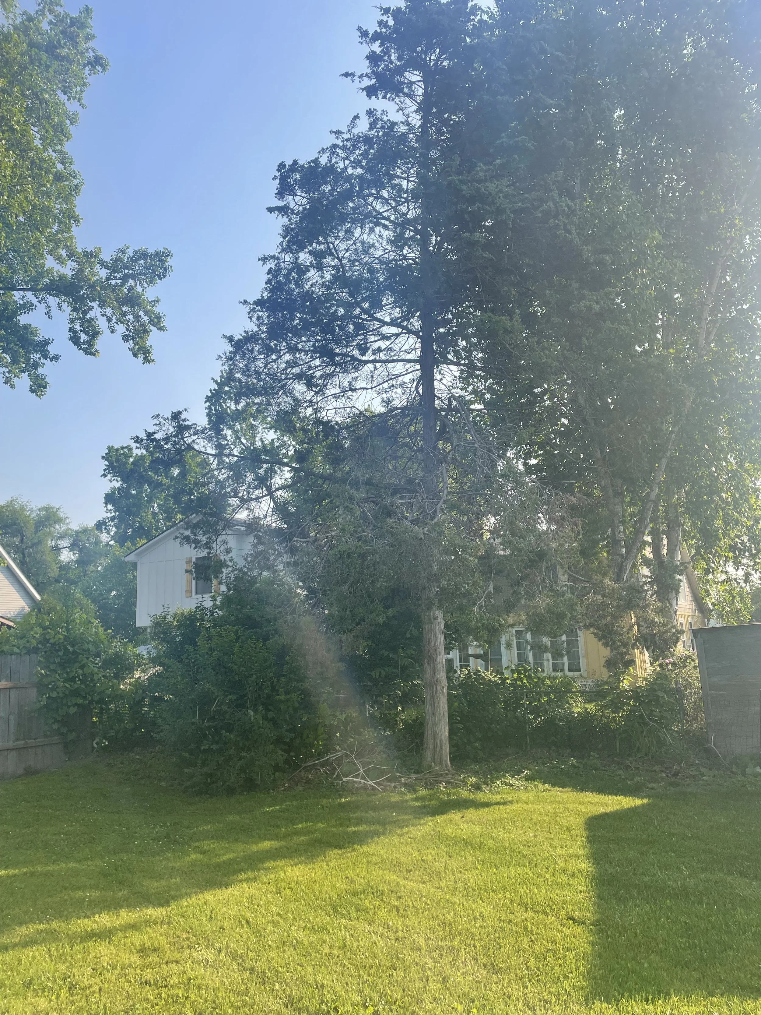 Cedar removal before.jpeg