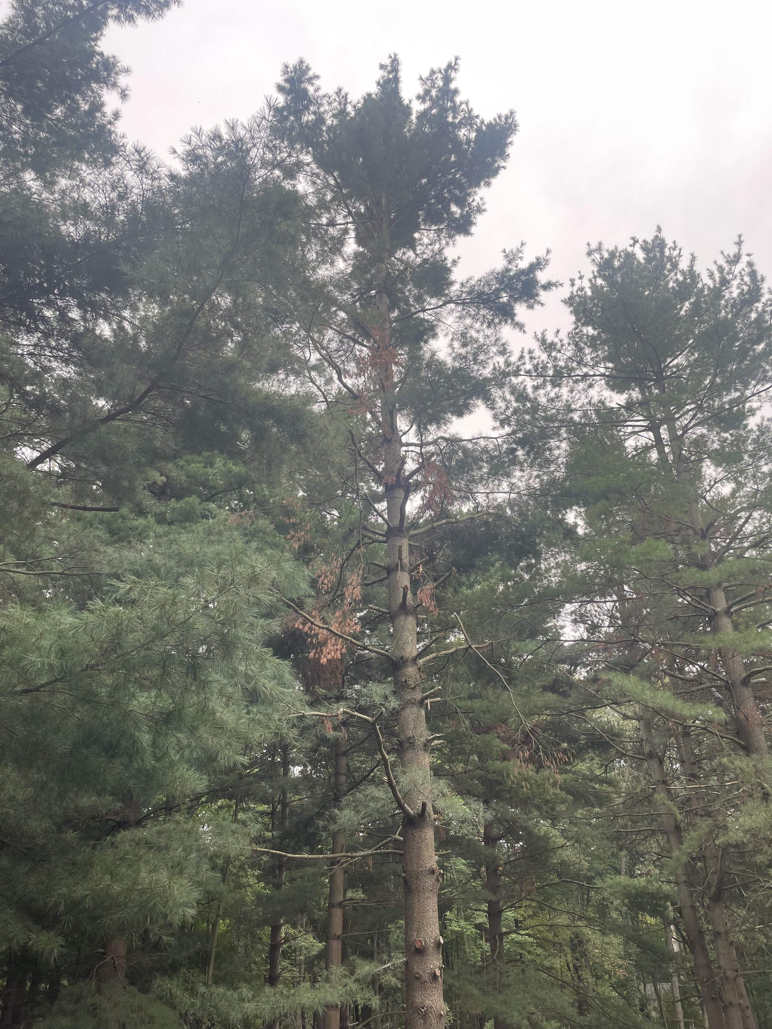 White pine removal before 2.jpeg