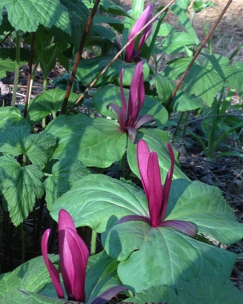 Giant Trillium