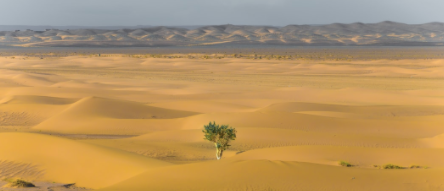 Resilience in a Crisis 