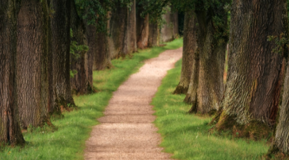 The Path of Resilience