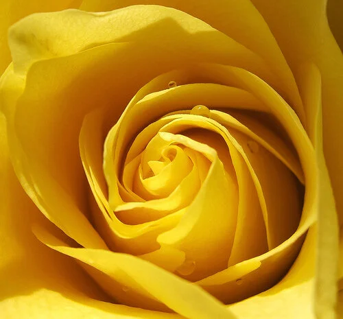 The Joy of Surrender