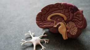 Concussion Can Affect How the Brain's Hemispheres Communicate 