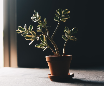 You Are Your Own Best Teacher 