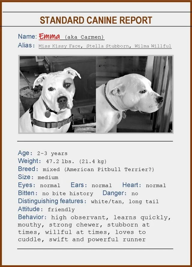 Our New Dog Is Teaching Us About Life 