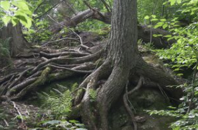 4 Ways Mindfulness Traits and Practices Build Resilience 