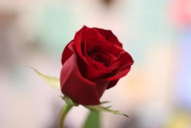 The Hidden Challenges of Being Single During the Pandemic 