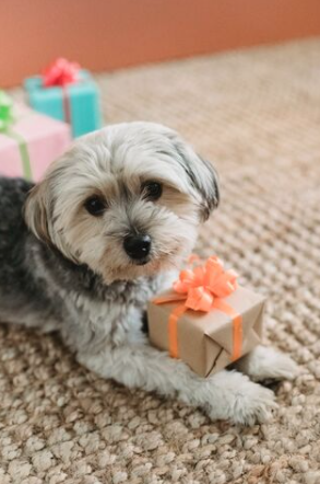 To Boost Your Own Happiness Data Says Buy Your Dog a Gift 