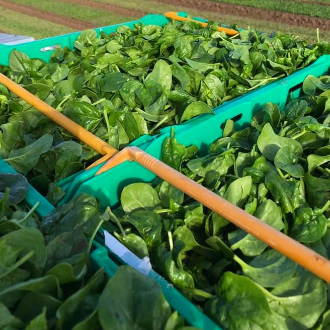 spinach+.jpg