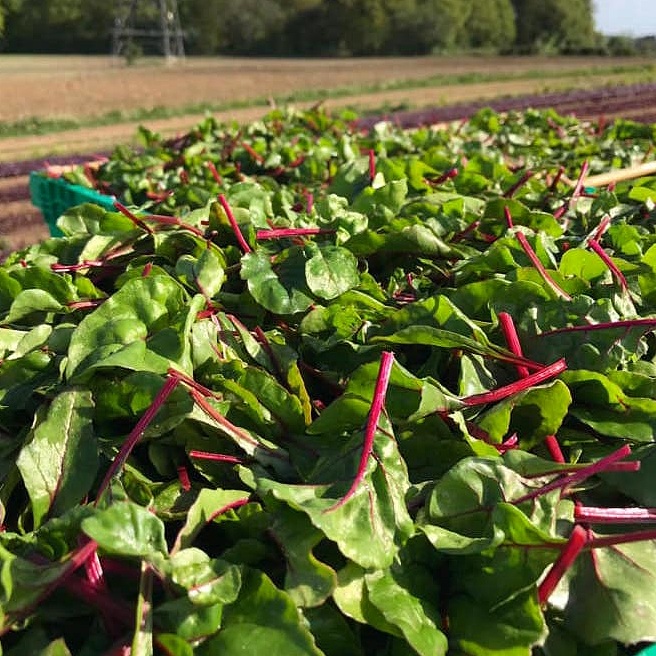 red+chard.jpg