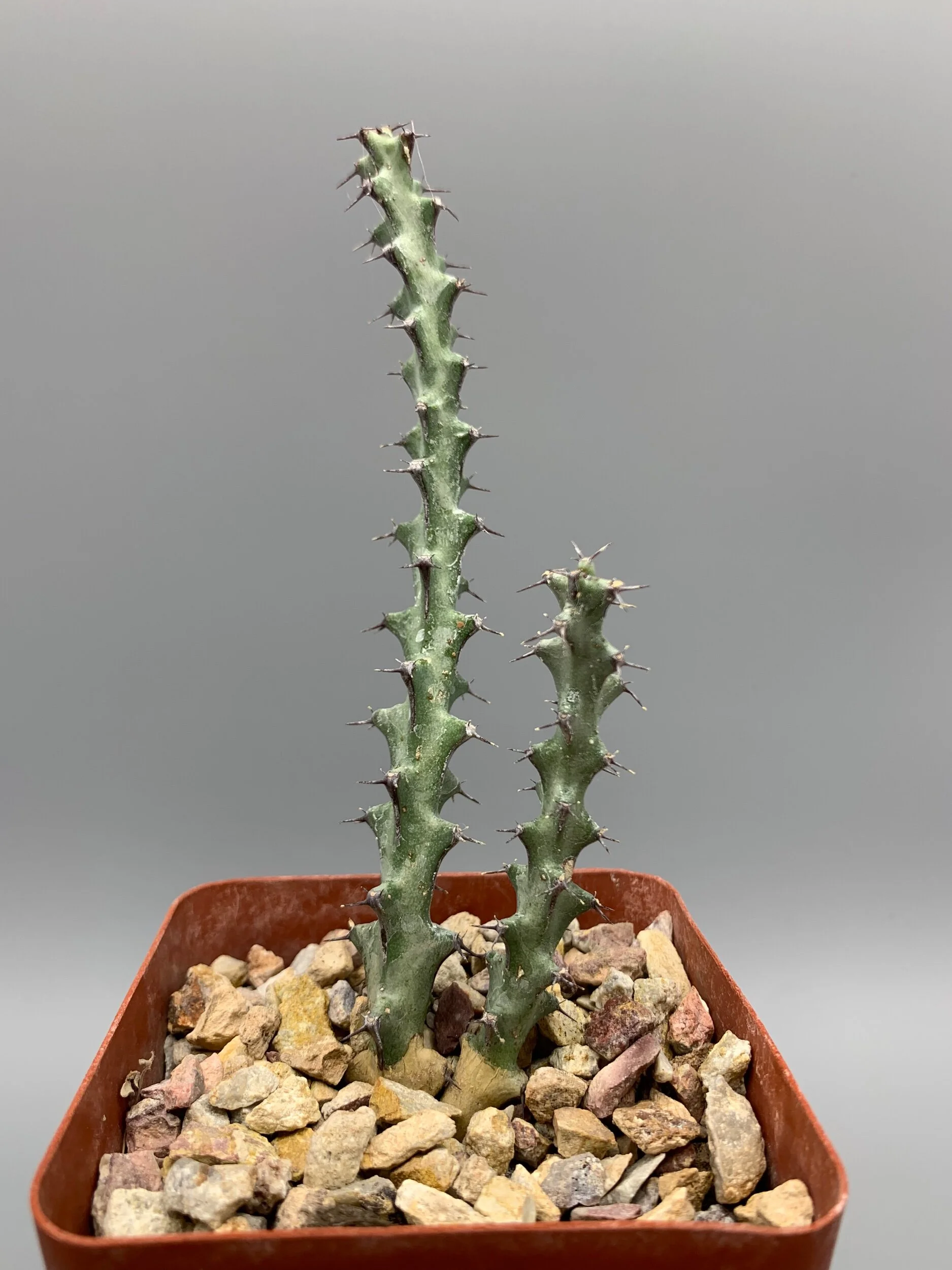 6C0E3633-C31F-4B1E-B7F6-2E2D8A4D592B