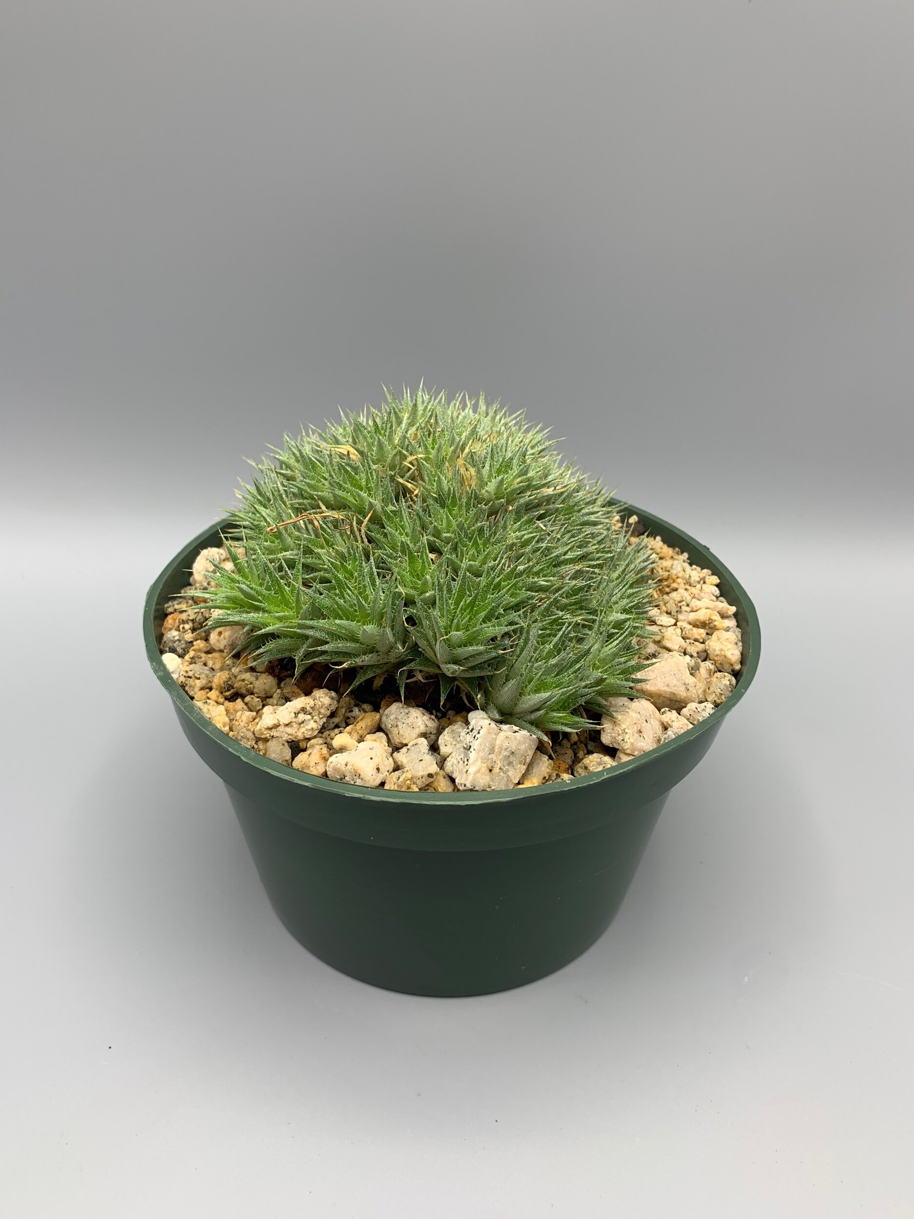 682295E9-84ED-4668-B2FF-1C0D2BD52177