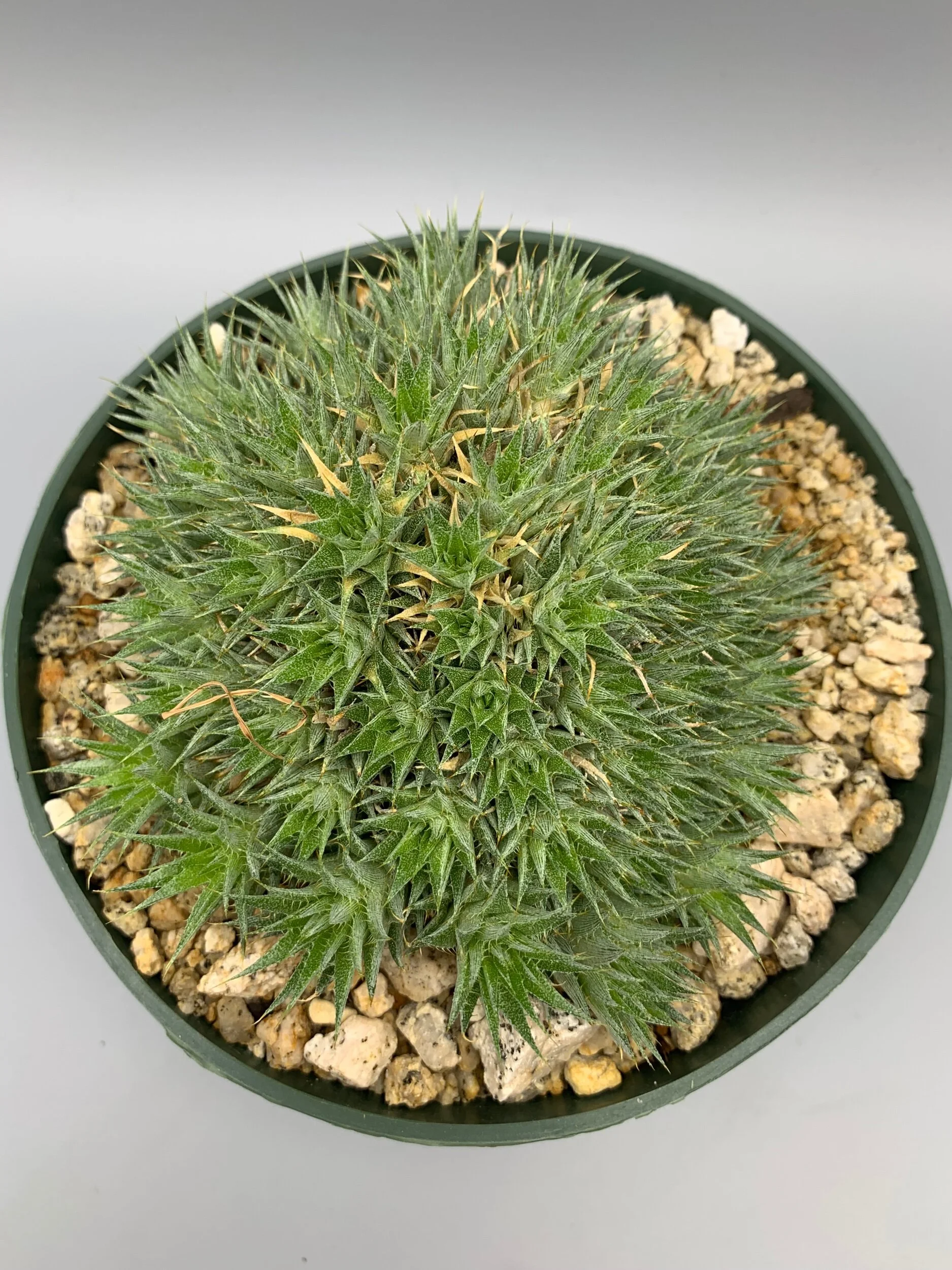 C92187B5-CAE1-427A-9220-95EC0BFD4505