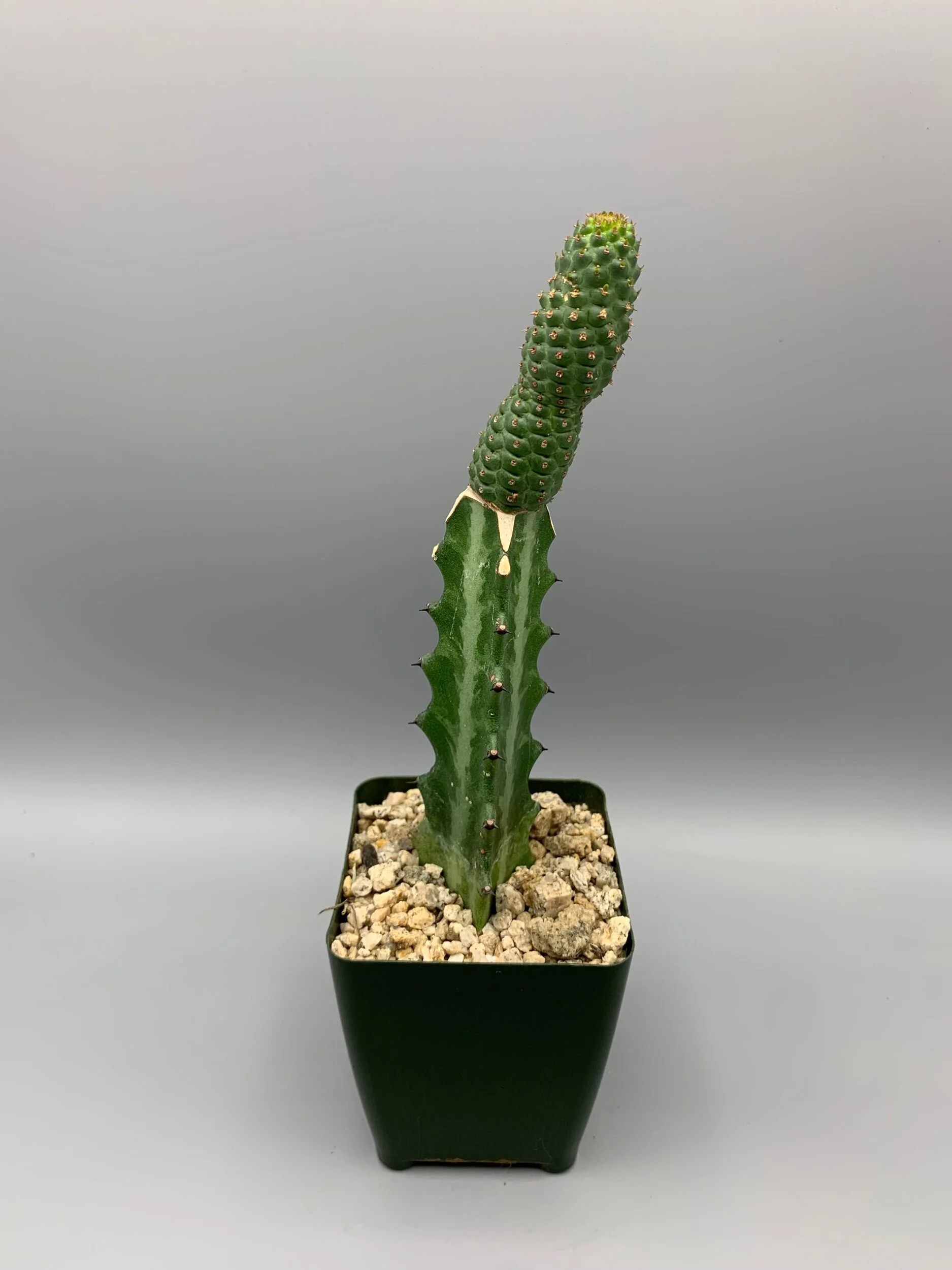 21DB2209-B00A-43D4-97C9-894BB18F6681