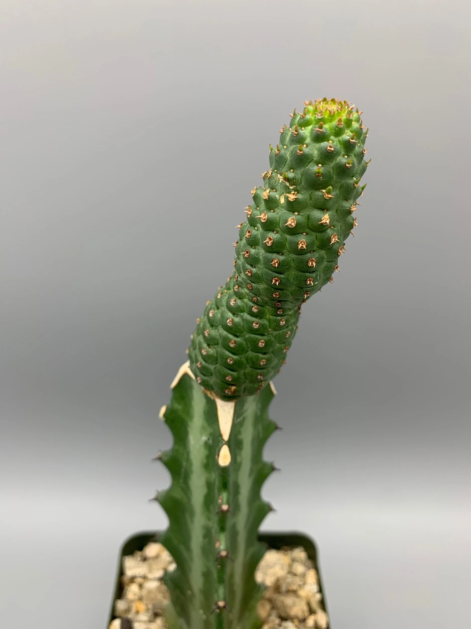 9A98A1E8-AD10-4970-9FA3-640F8FE57C52