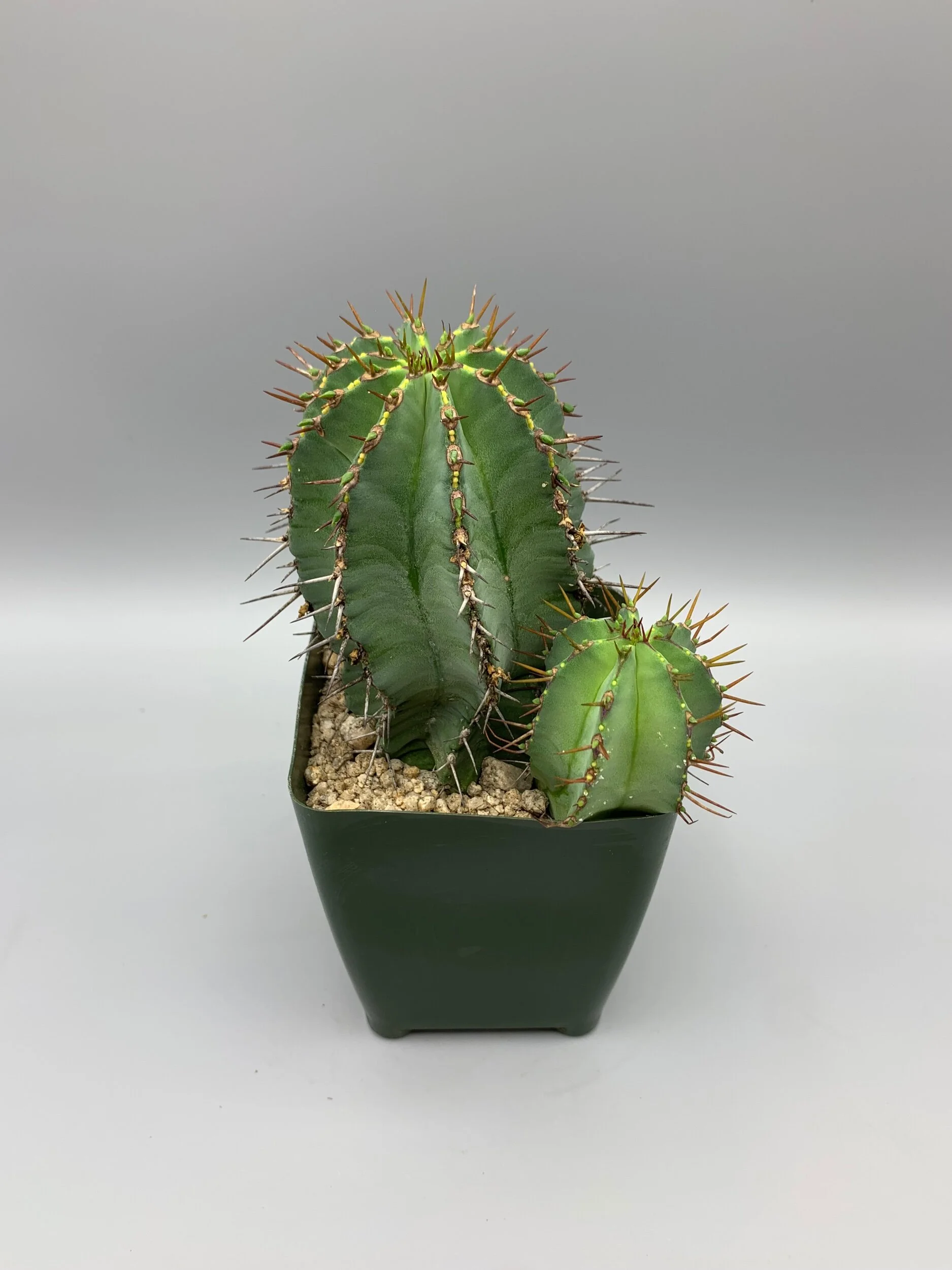 186D0C04-9836-4FE0-8B0D-39C6DC4C383B