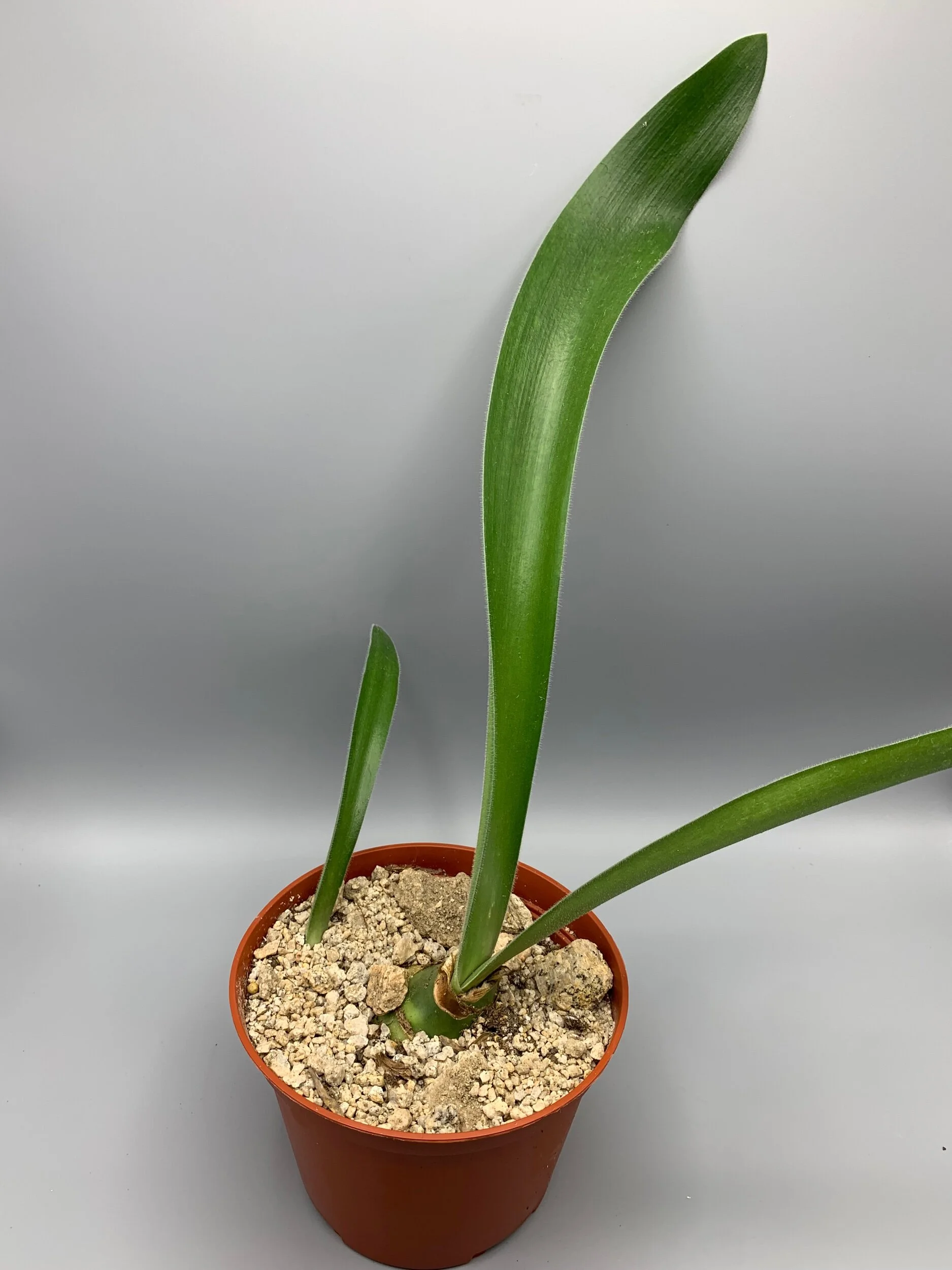 FC3CBE55-37FF-445B-8CEA-6D6F960361A2