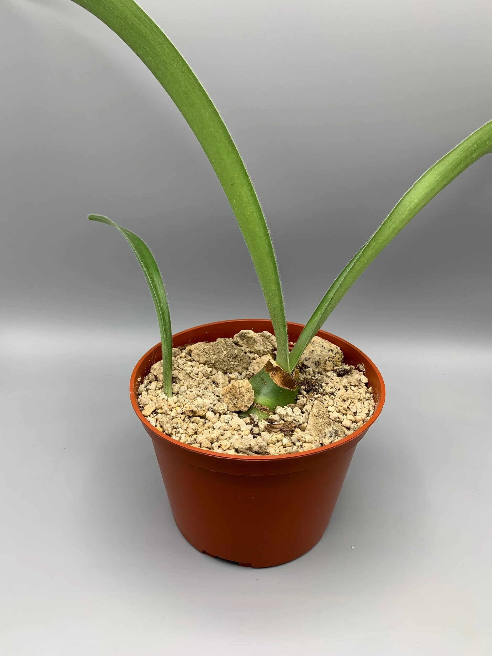 E685A287-D589-4C7C-A218-1DCABA94D707