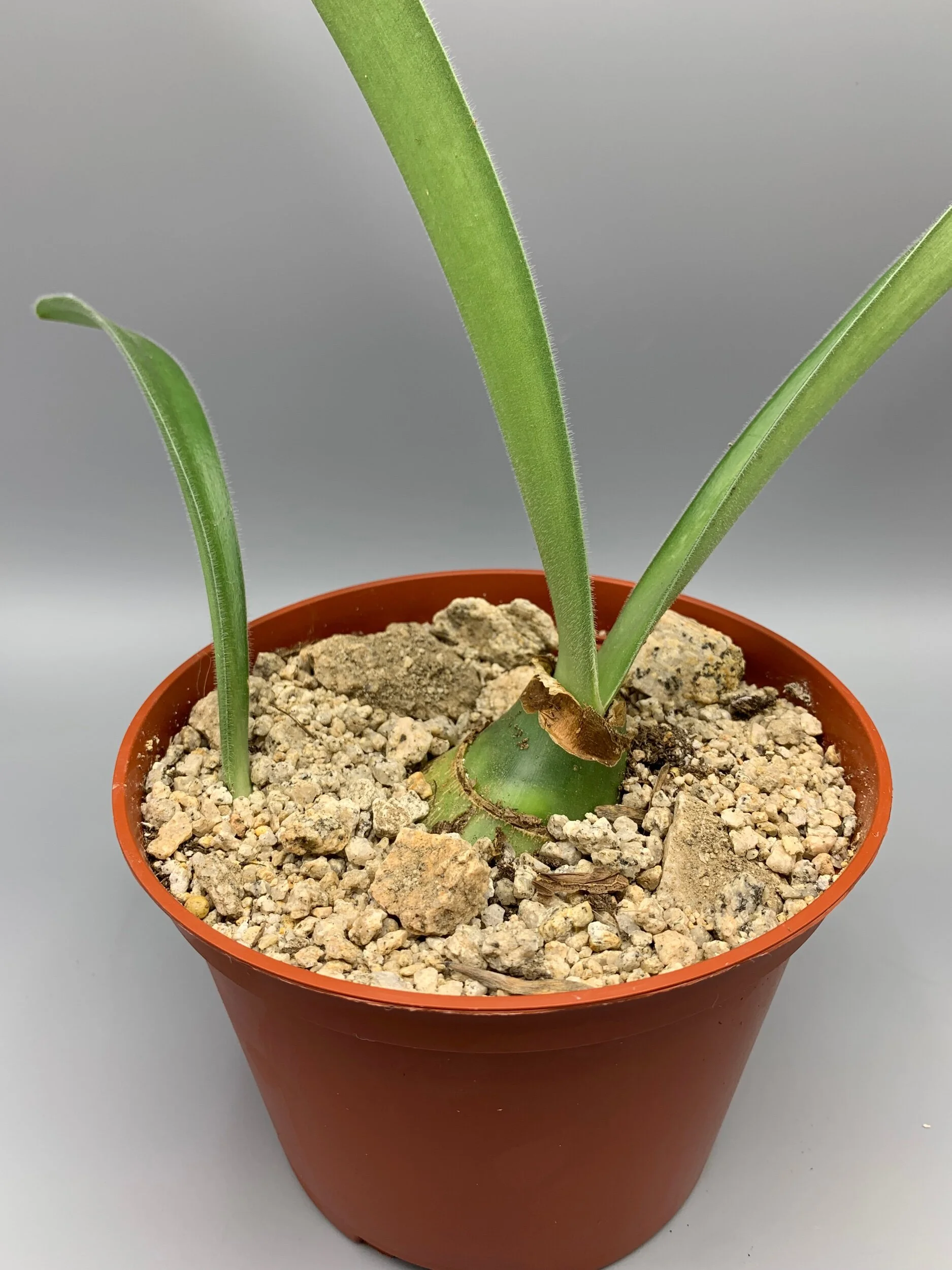 F6BA4767-8B99-4826-9E3C-96A5F2F28C0A