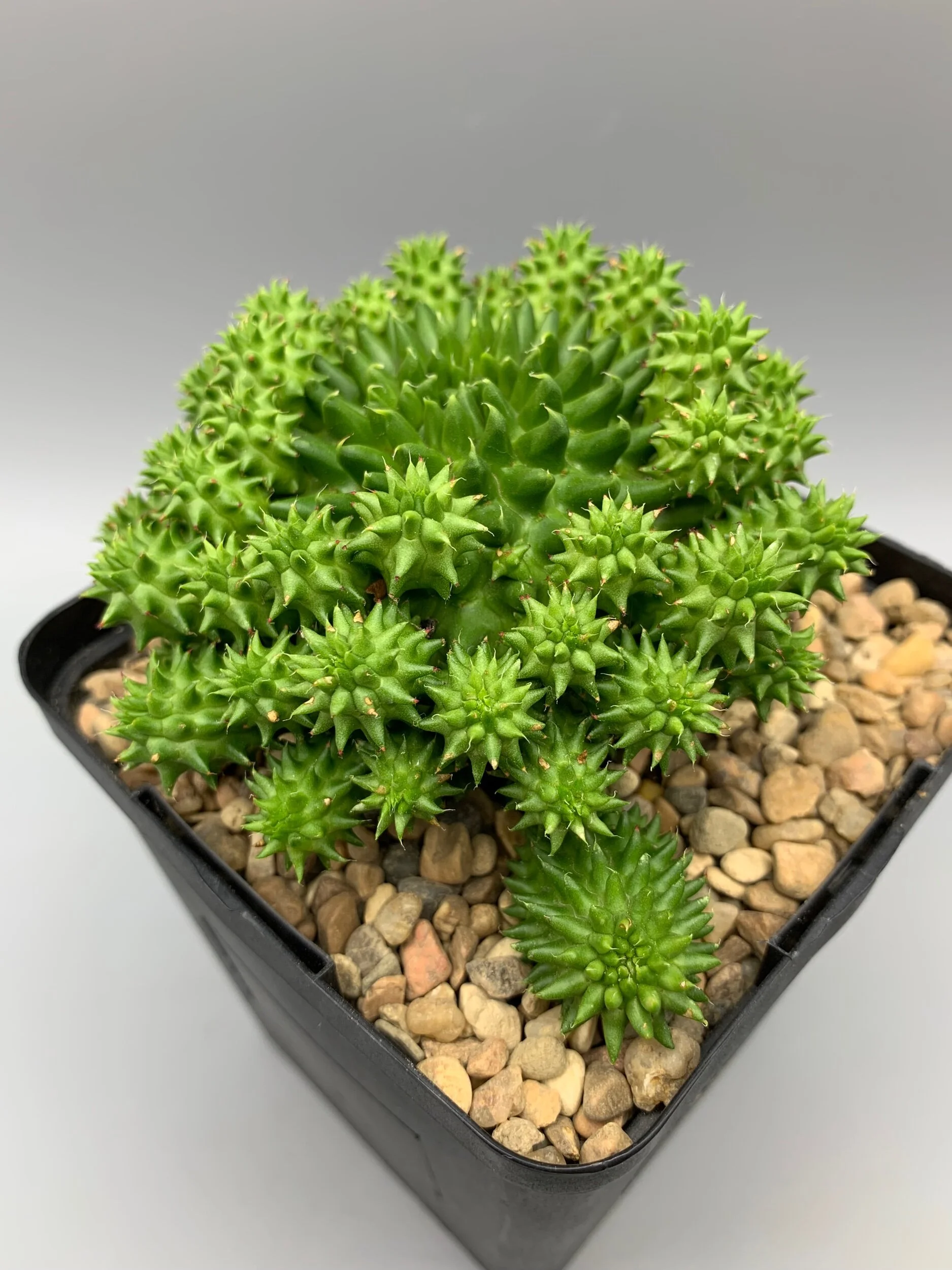 23824393-124A-497D-BE8B-ADEA2058578E