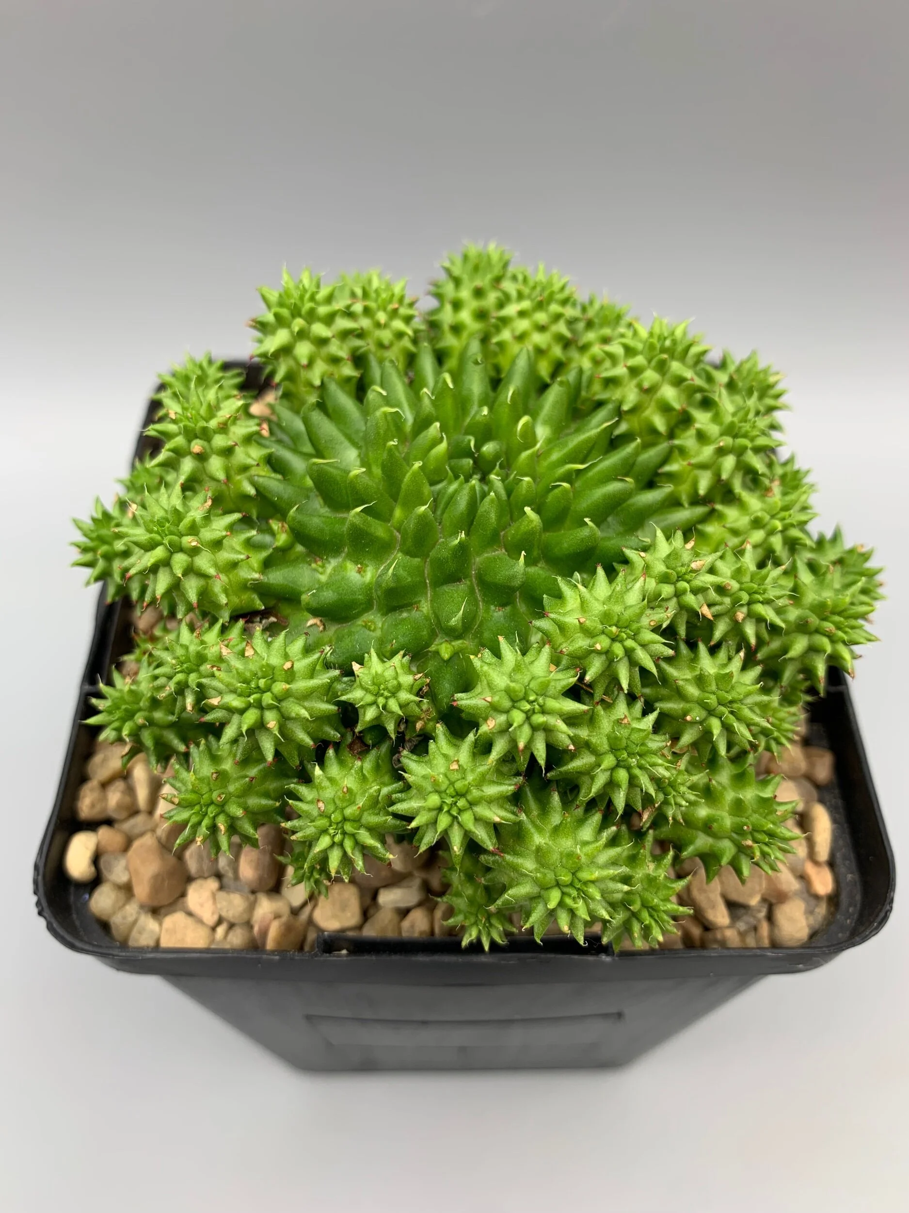 FC1A1F8D-AC4D-41D2-A5EC-46CF6DF74BCF