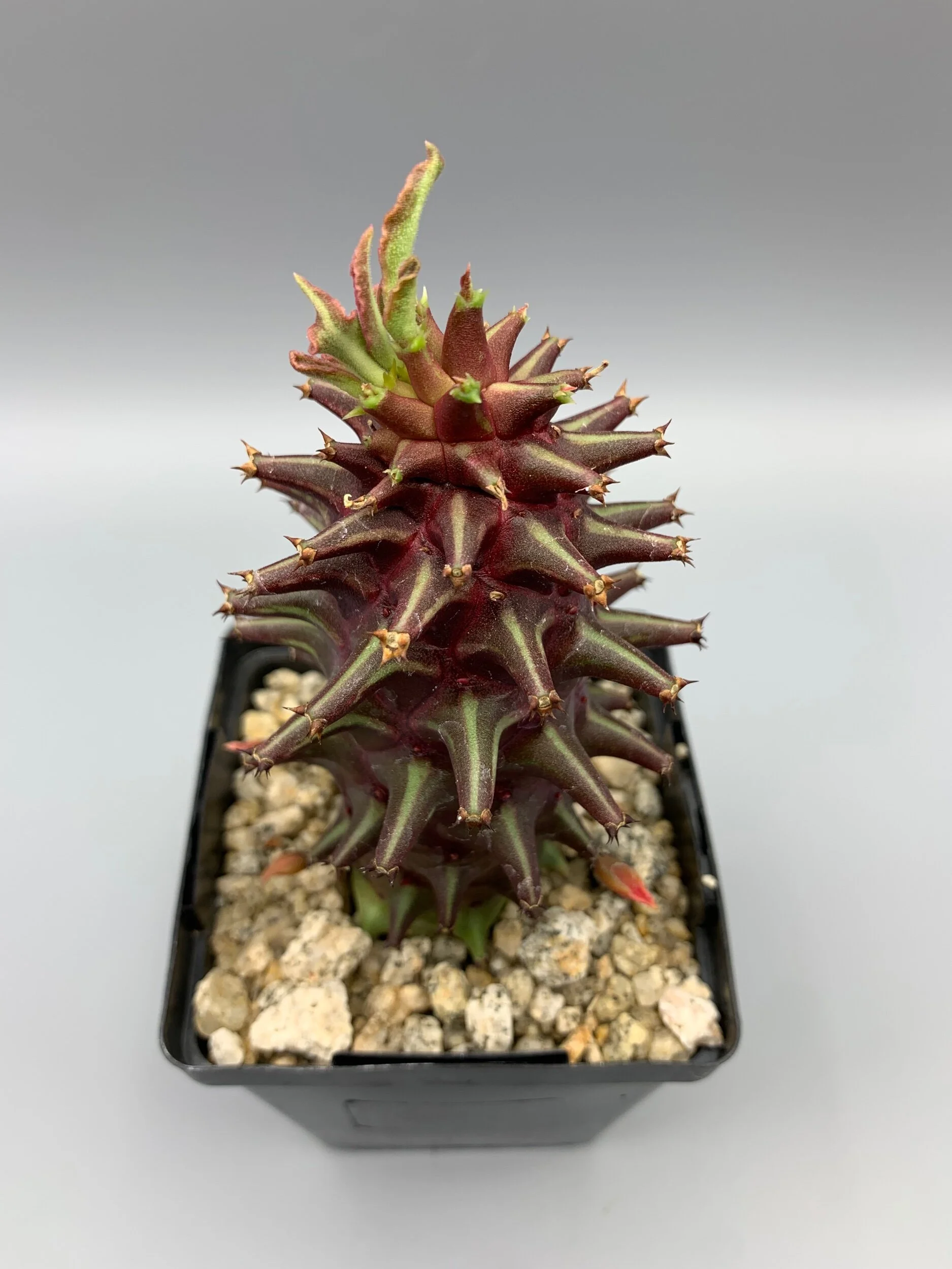 D72B9B1B-EED1-4638-8881-ADD1CA0C0551