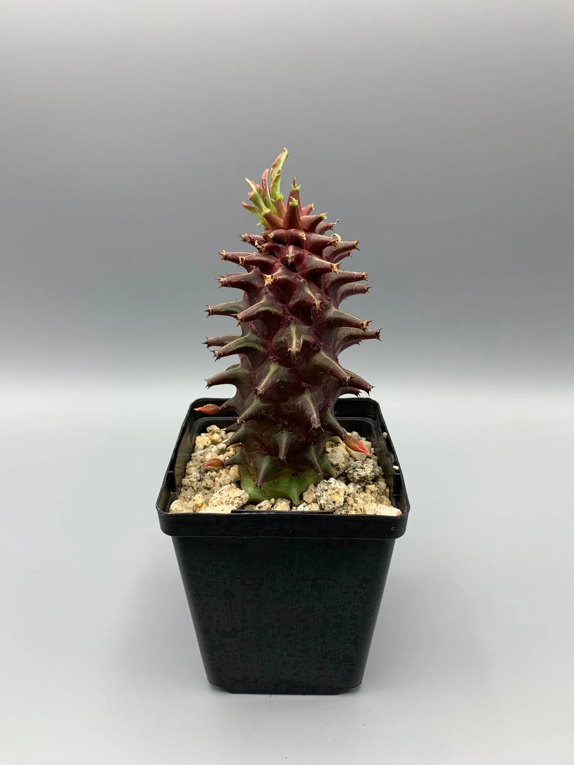 3342818D-06CB-48D3-BD33-ECF0B41FB360