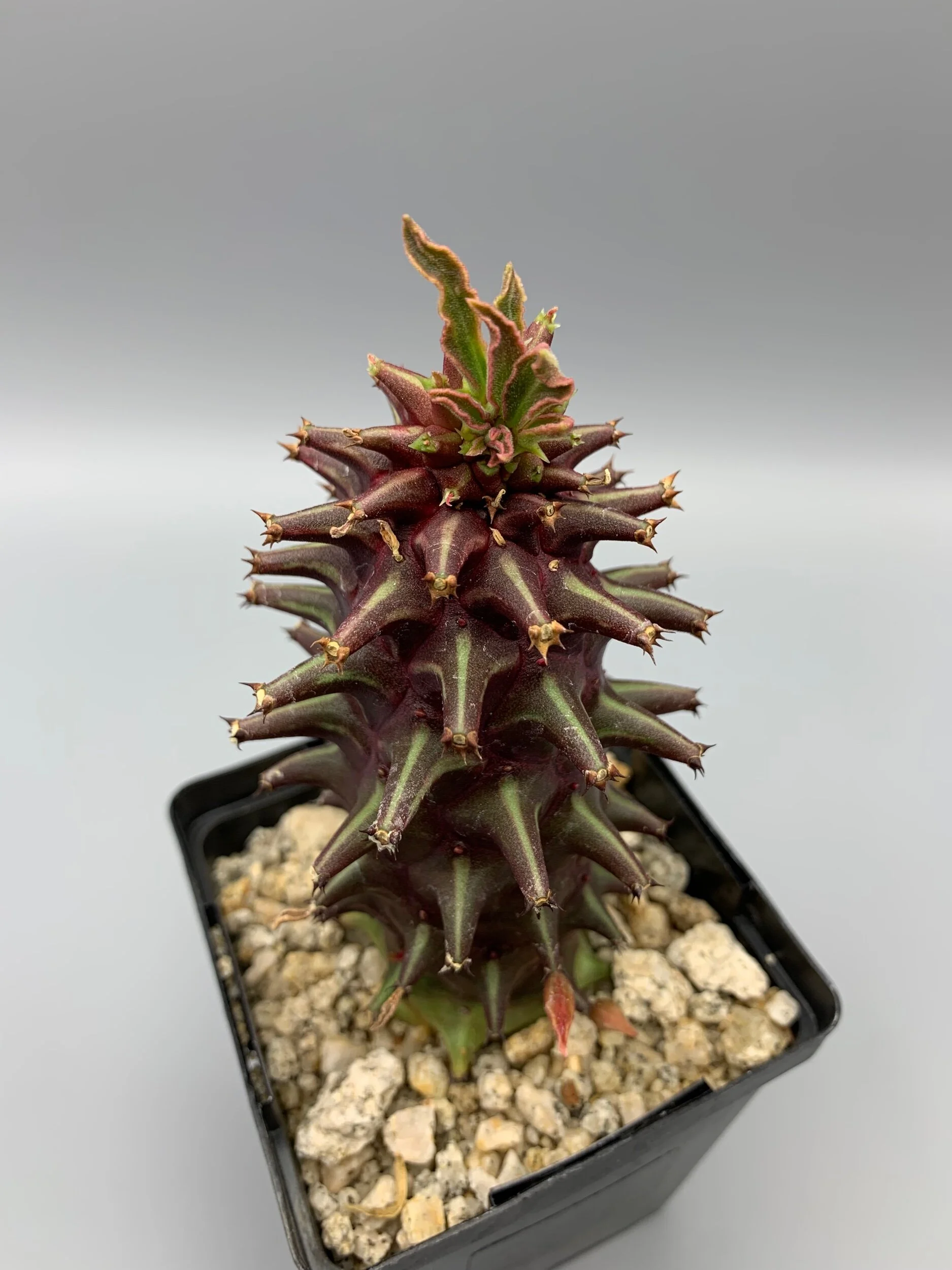 76A234A5-6A6A-44DC-A35A-CDB861470A15