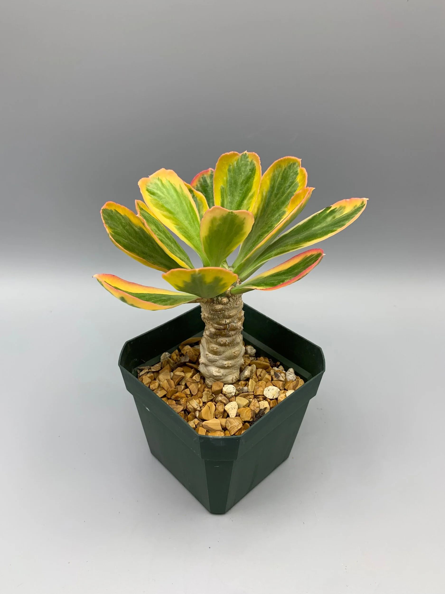 Euphorbia poisonii variegate  Desert Creations