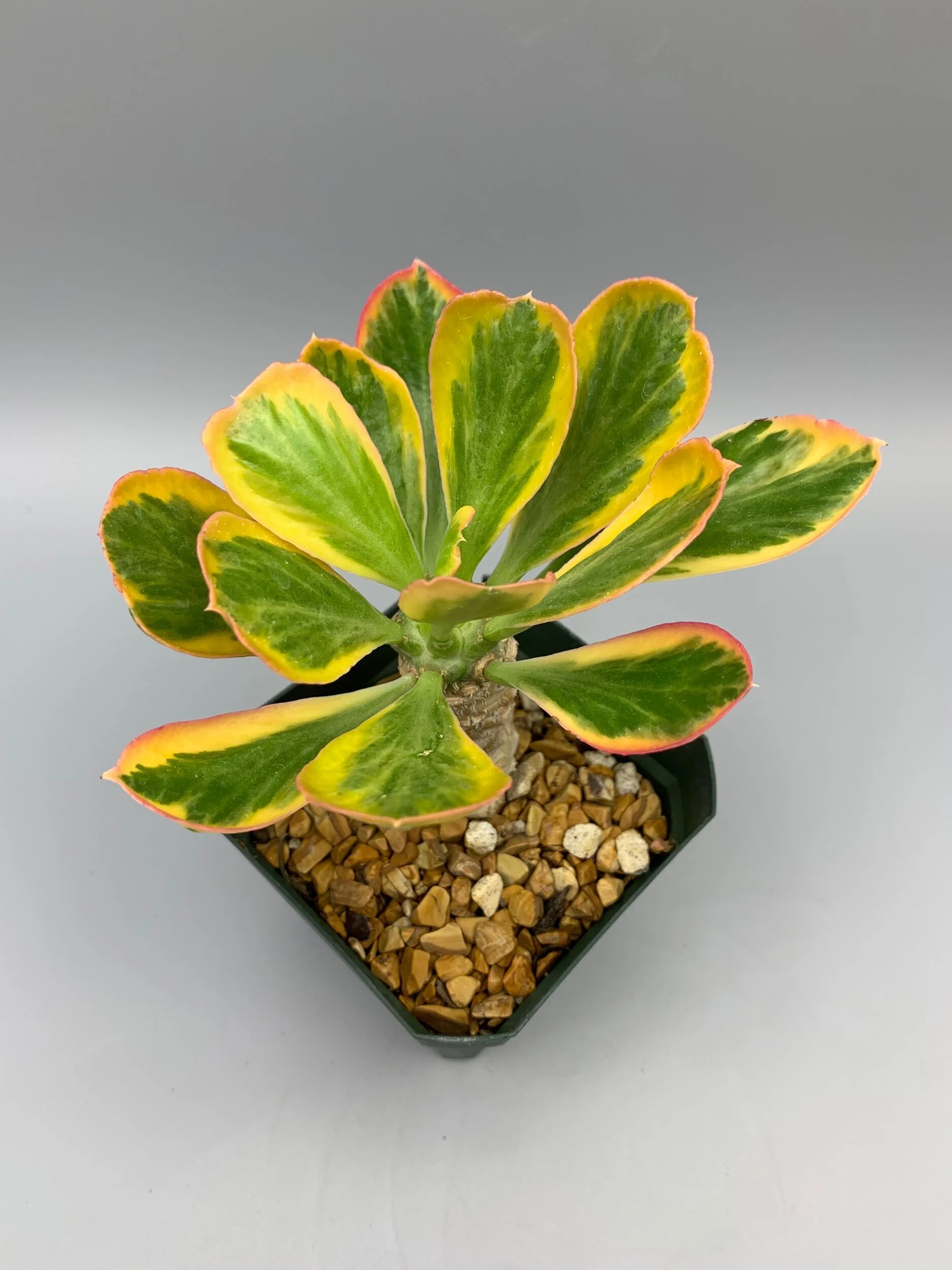 830A31A7-8474-43AB-90B2-3944FB72C55A