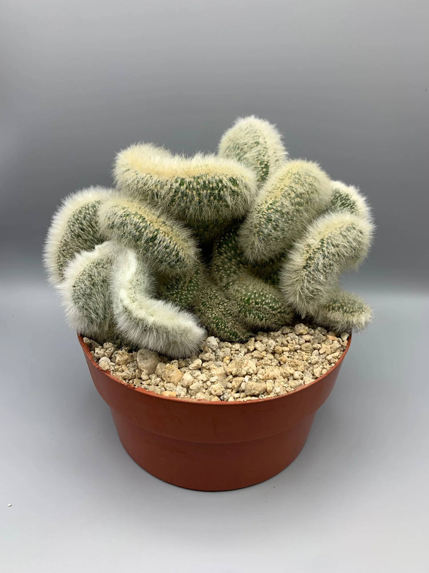 Cacti — Desert Creations