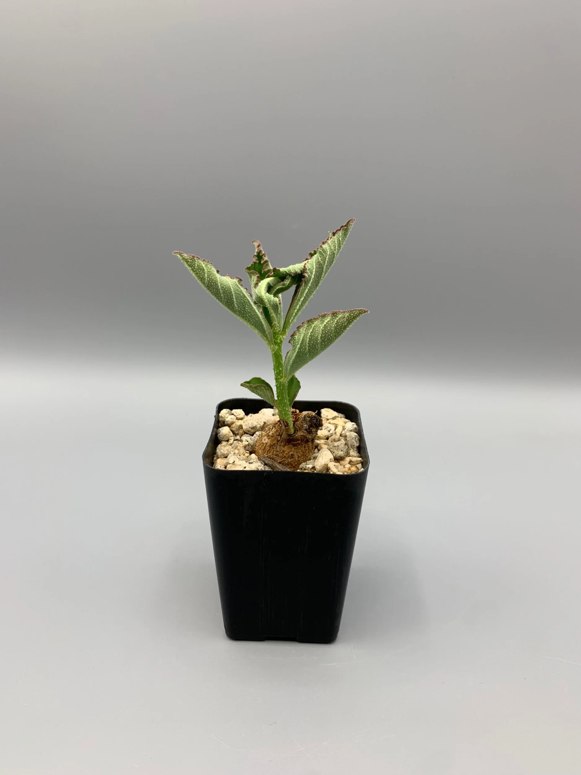 961591C8-2AB8-4AEE-A2DC-81B94055A09D