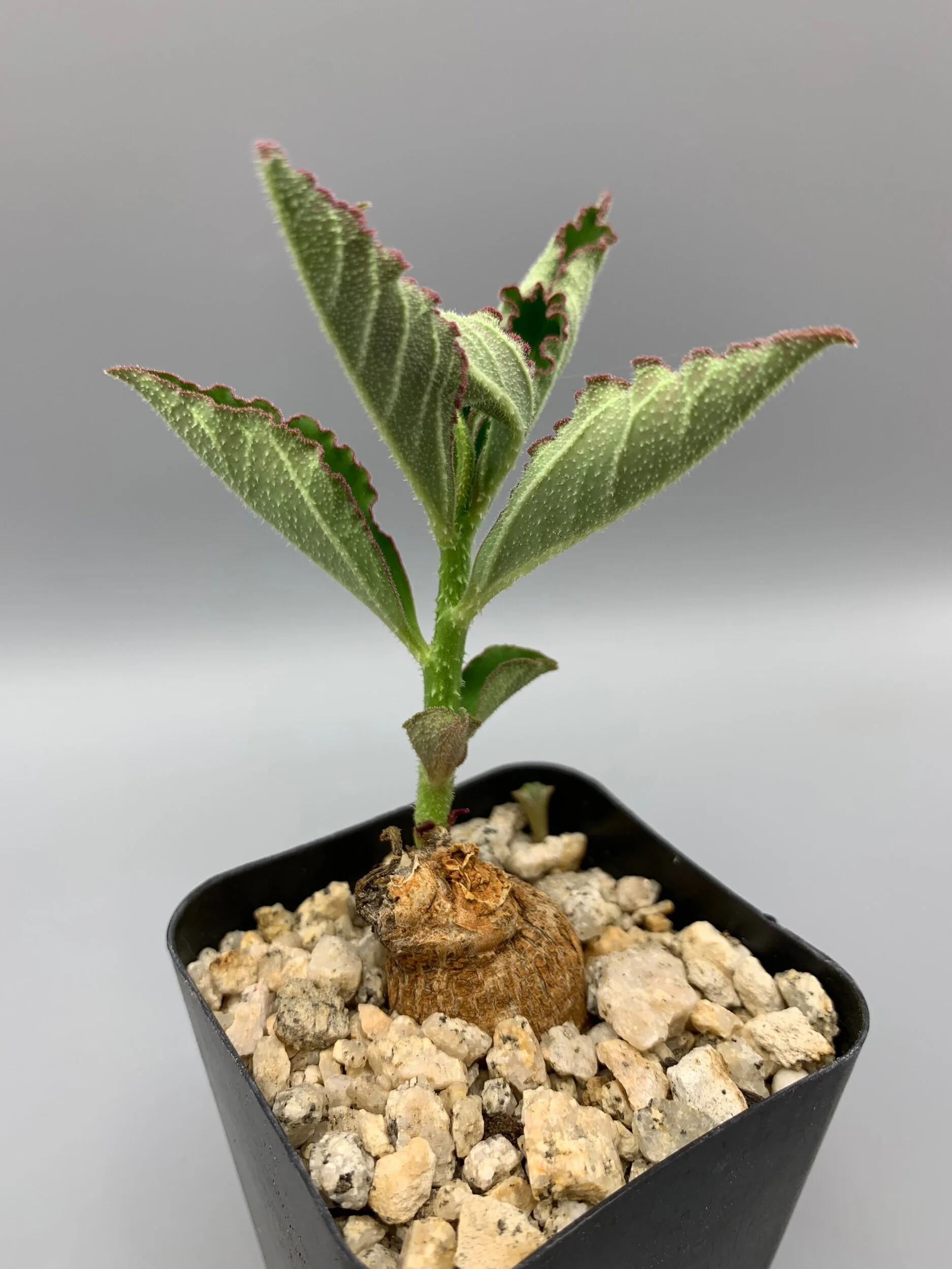 539DA040-0ADF-4BF8-8FED-856F01EB2DE7