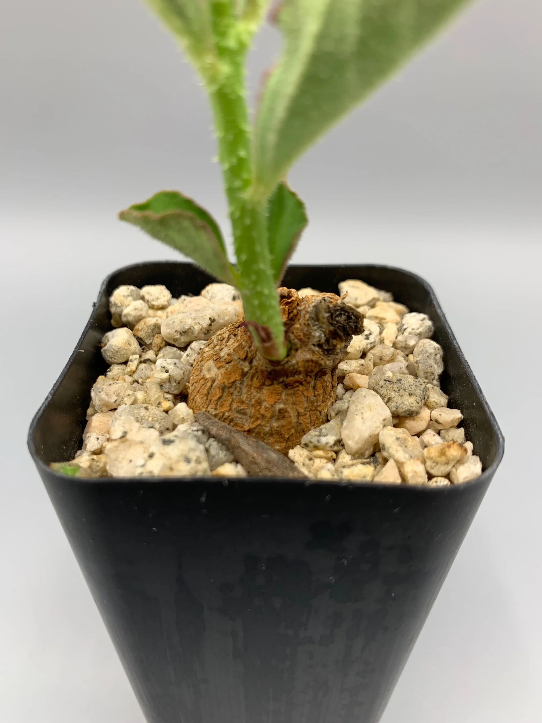 0FA5311A-F6C9-4ACA-8434-75AD6598A1D8