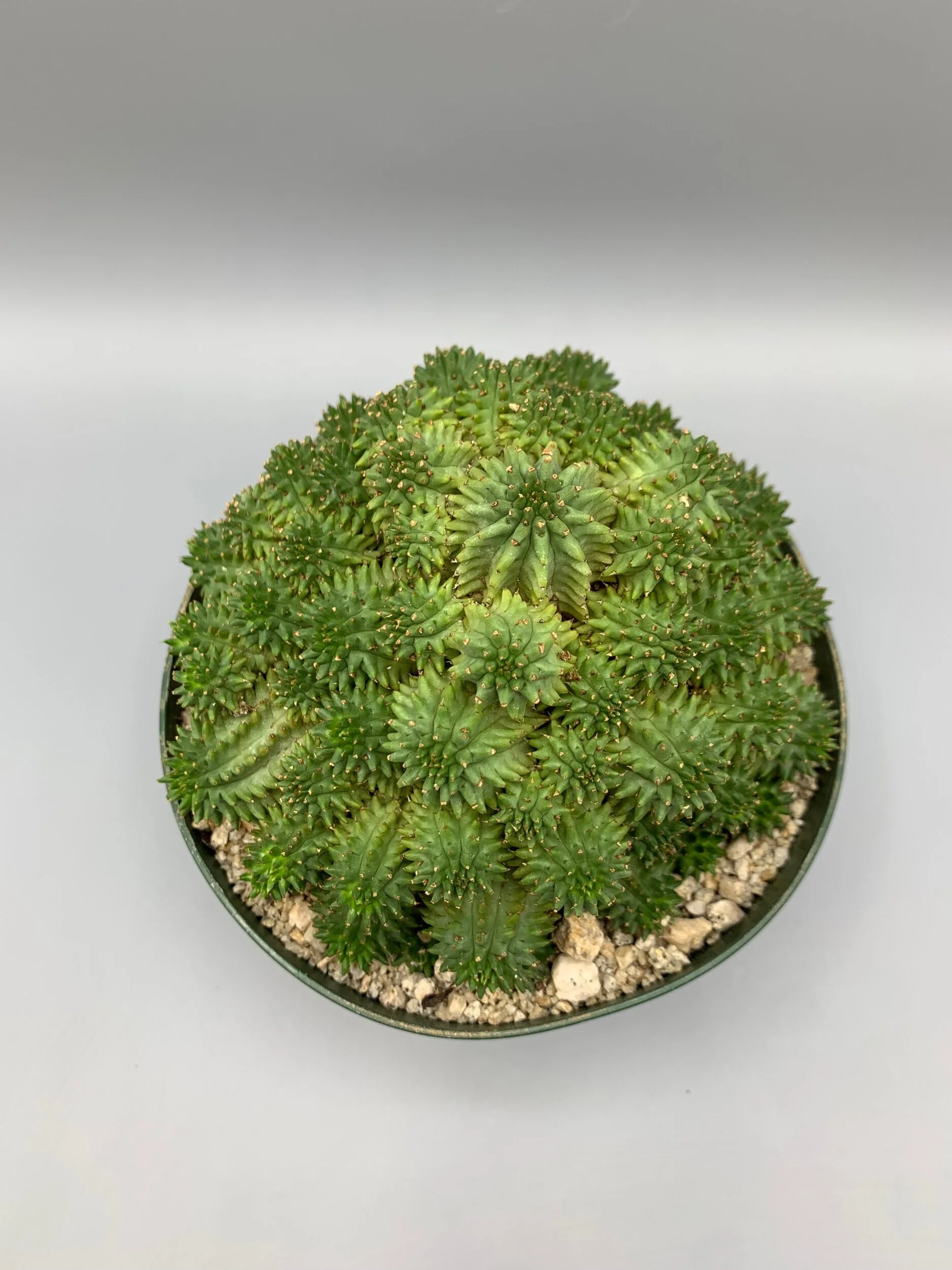 6631FC27-6B10-455C-95C6-007FB478B856