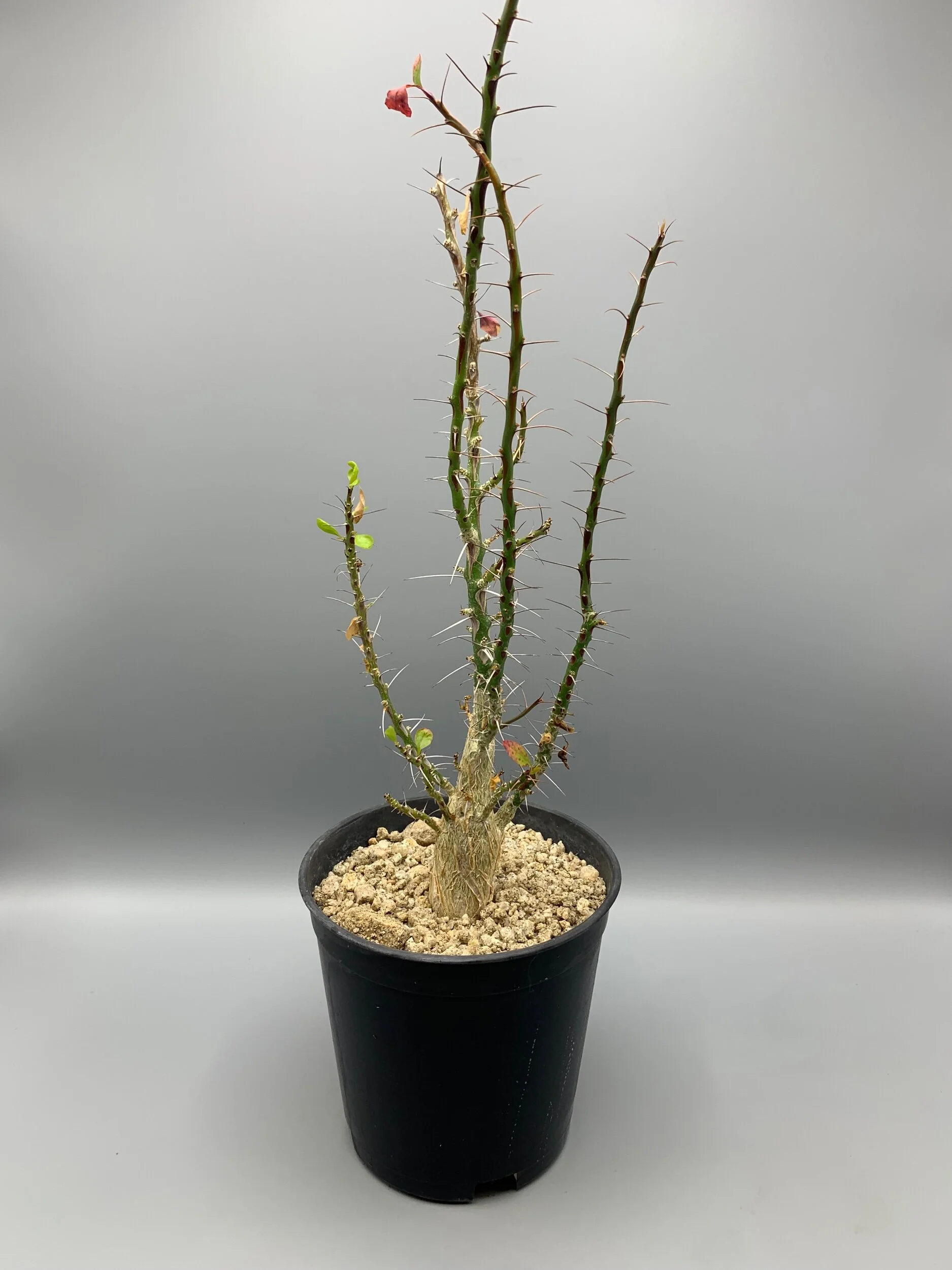 4AB0CEF3-75D1-4FC5-A131-