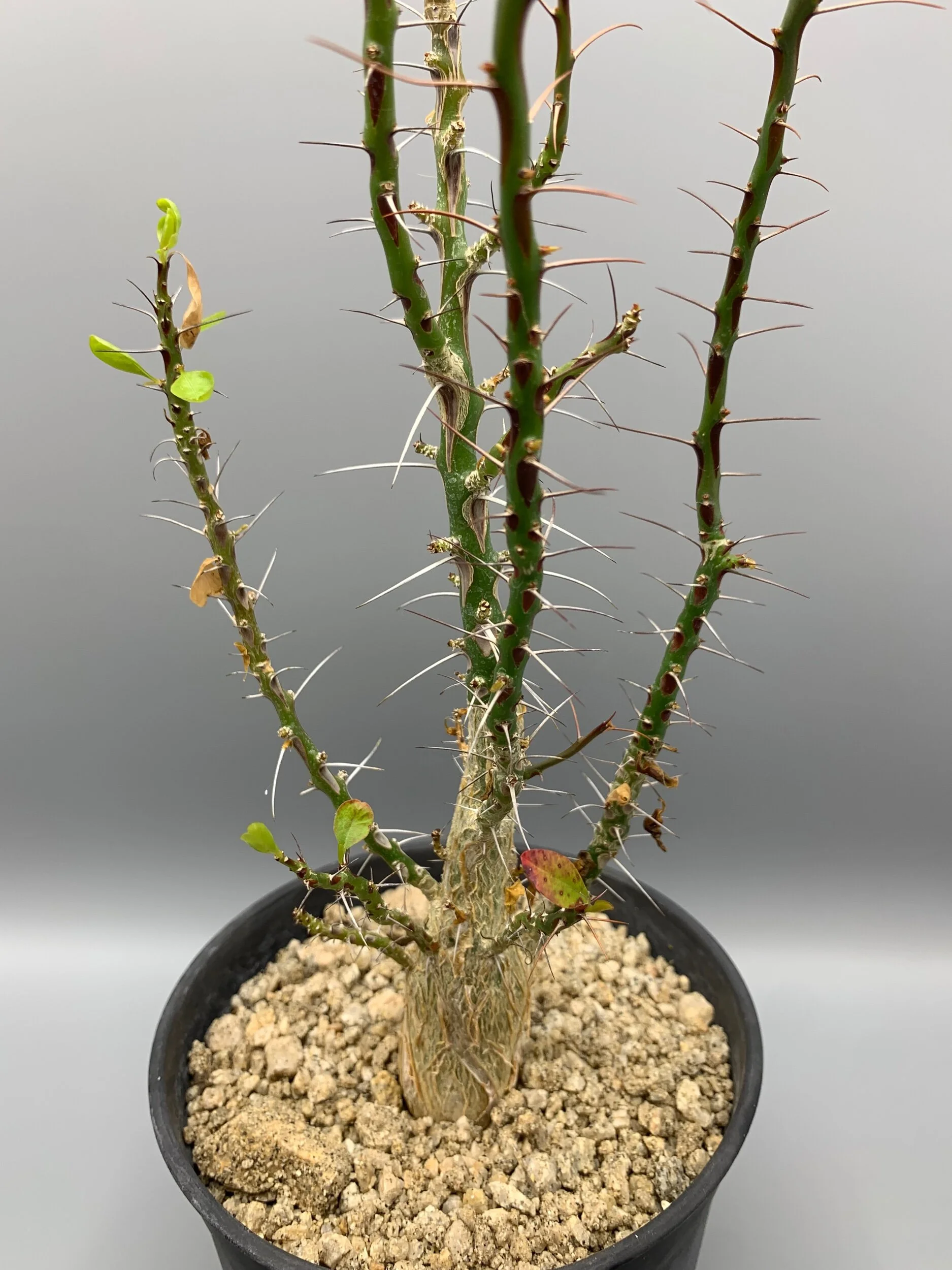 Fouquieria fasciculata — Desert Creations
