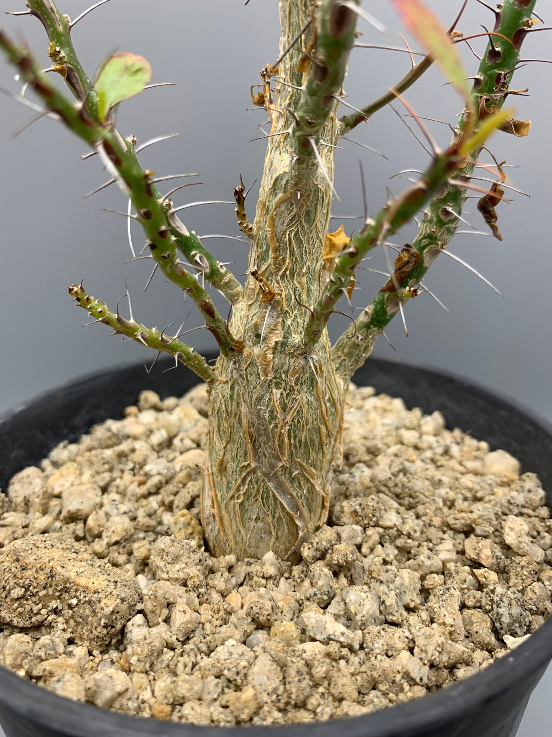 Fouquieria fasciculata — Desert Creations