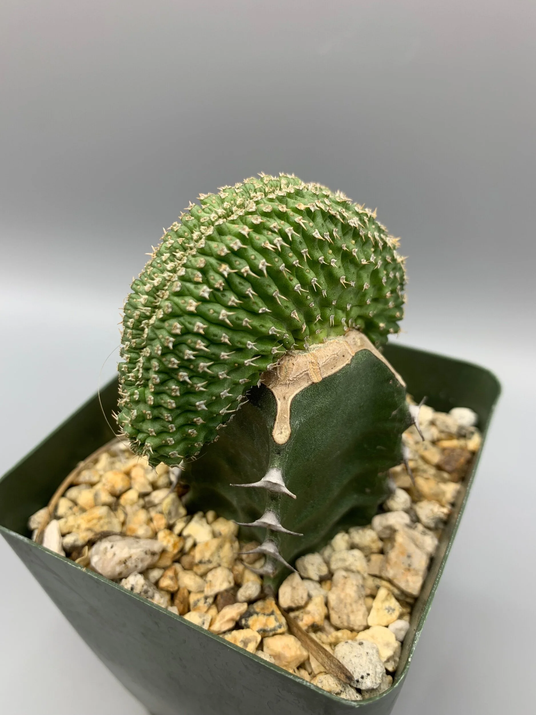 B6A7C79F-2E3E-4D30-905B-C667D8B35F38