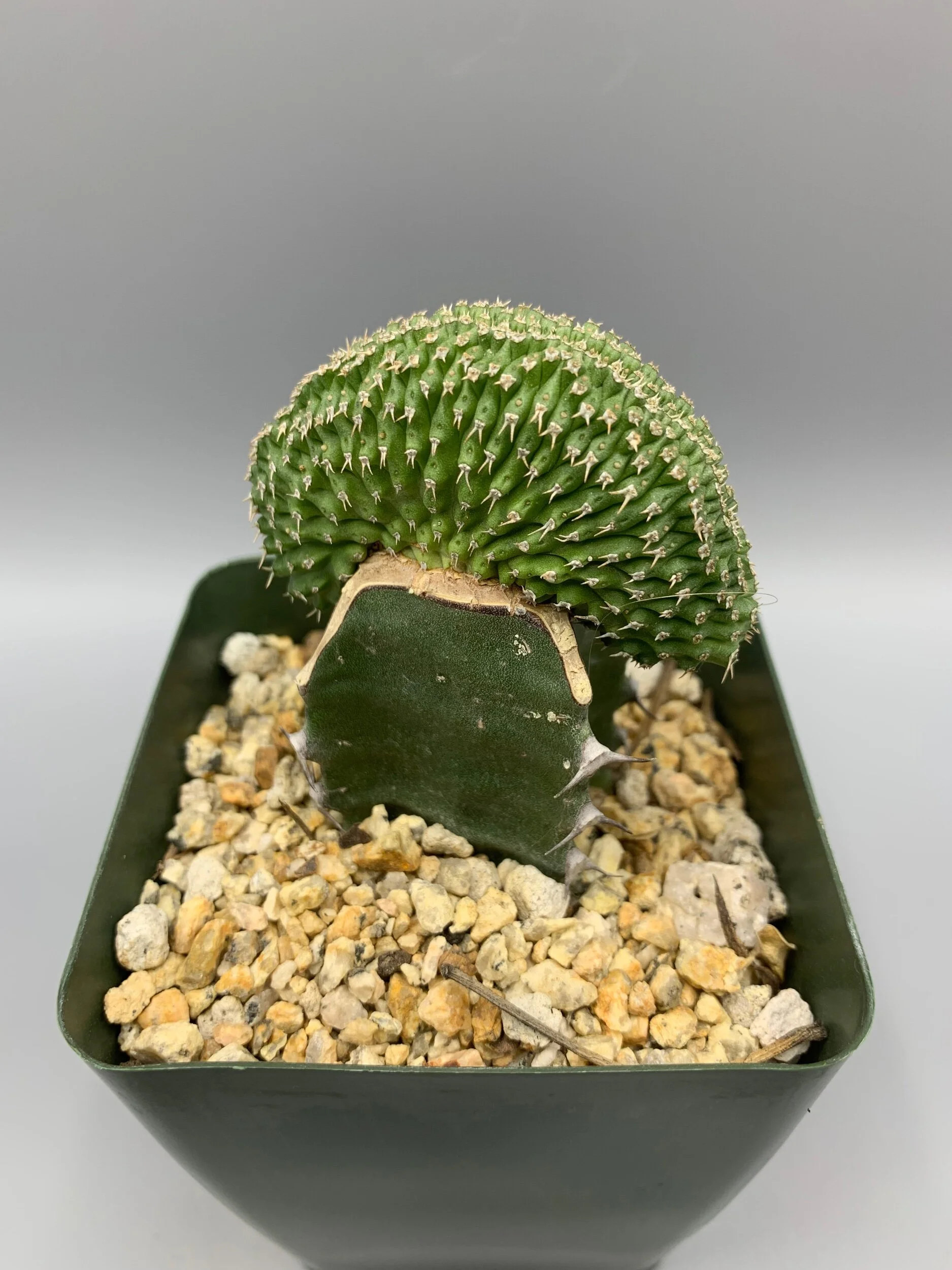 D01CE3FD-5B50-4F02-82D3-4632C1C5BD9C