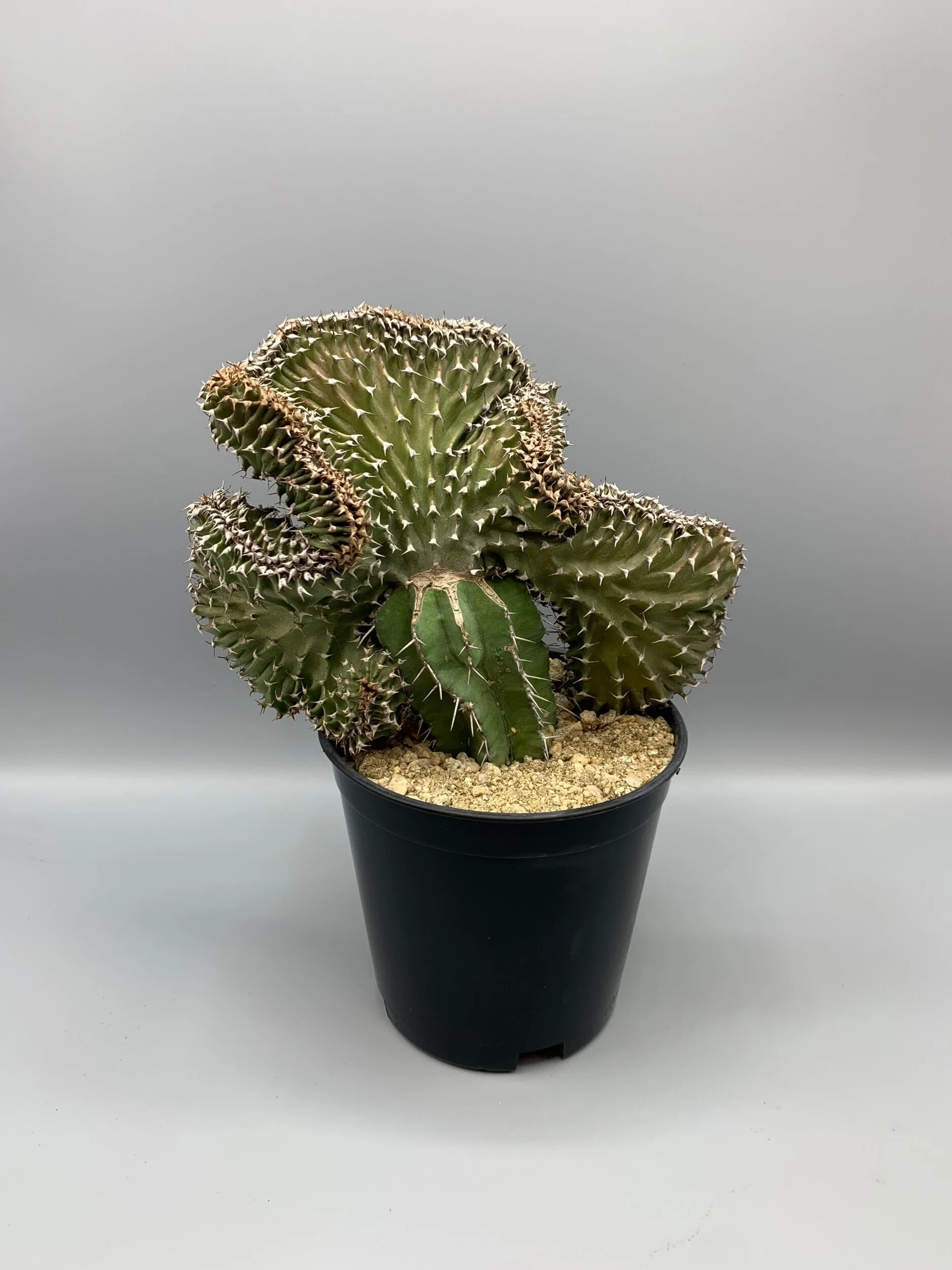 ED653D40-78CF-4D97-B8C5-608A3000B513