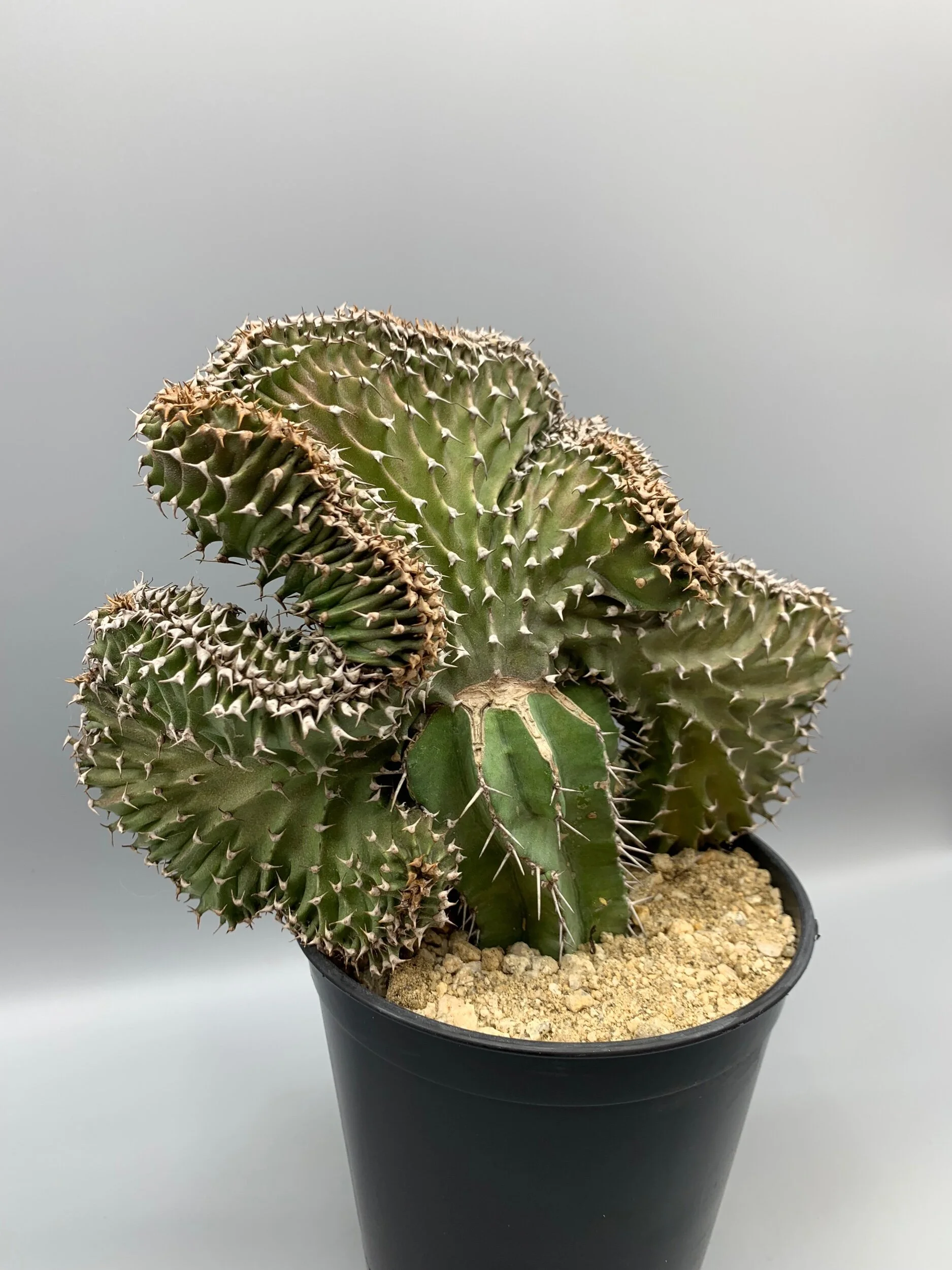 AC431C65-A22D-4F60-BCF6-2036BC402A6C