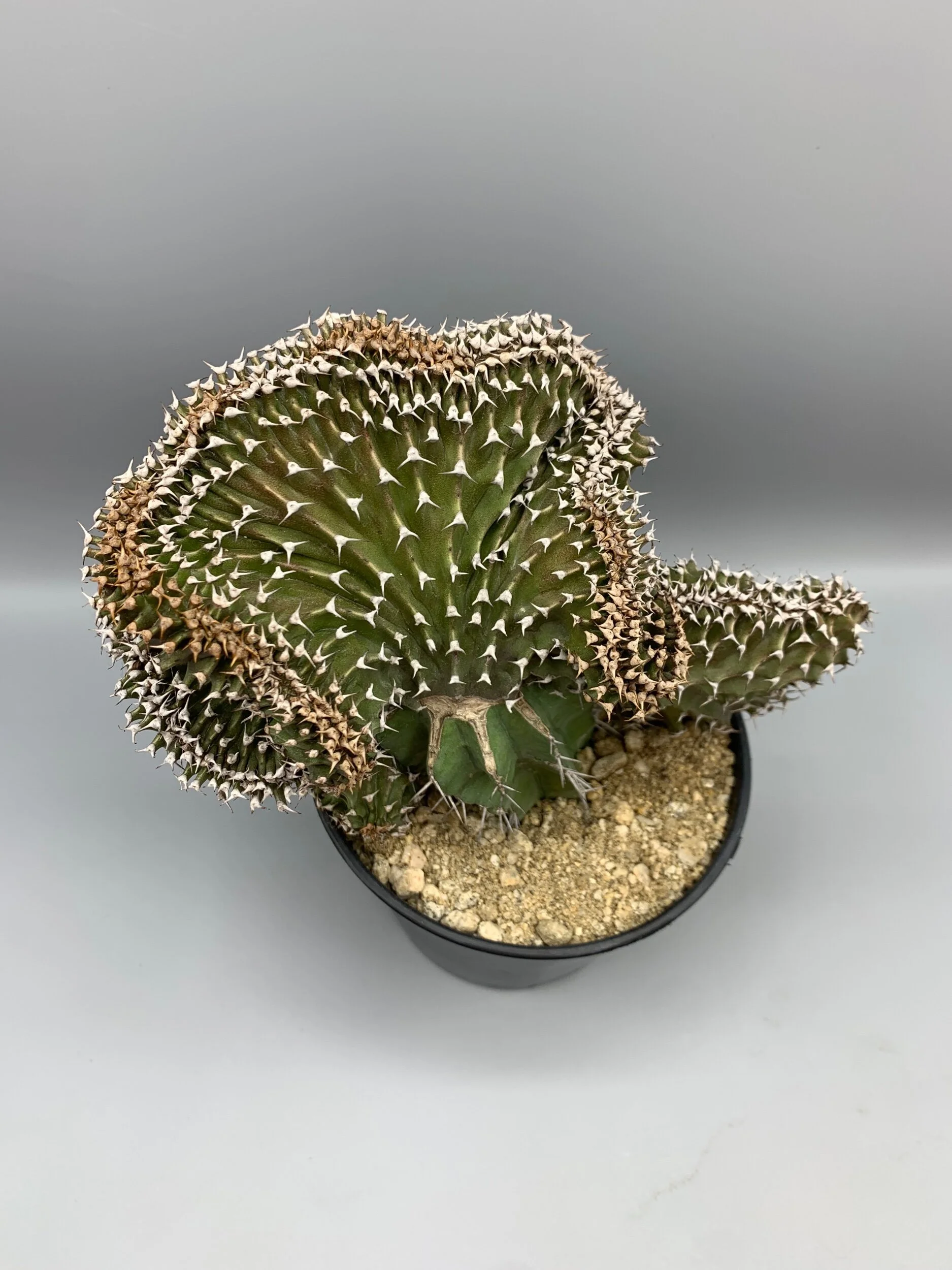 61C0C6F1-327F-4F37-AE62-B8656F589FCF