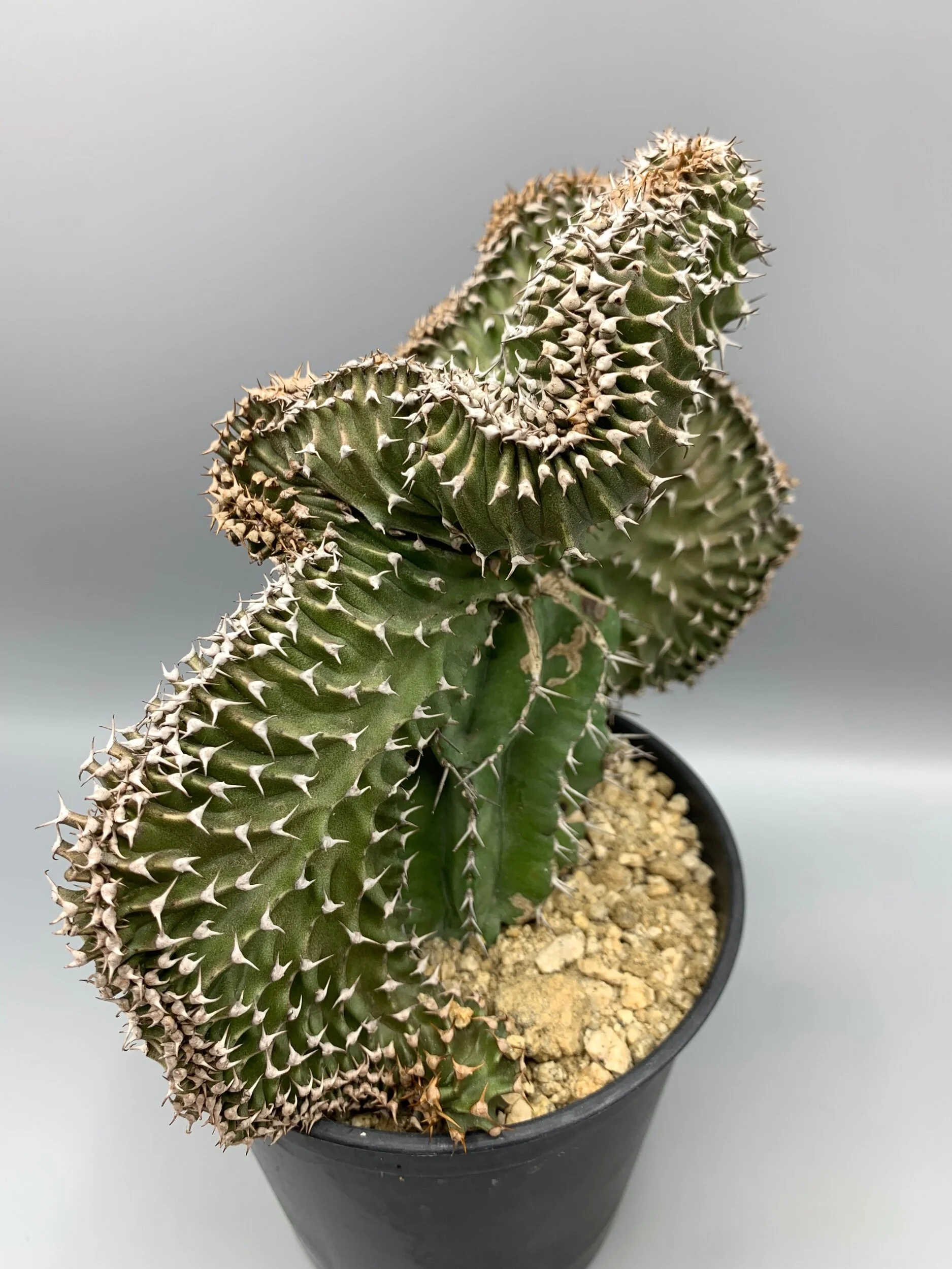 50FDB050-9C7A-4D51-9D3E-4A8D5ED019C0