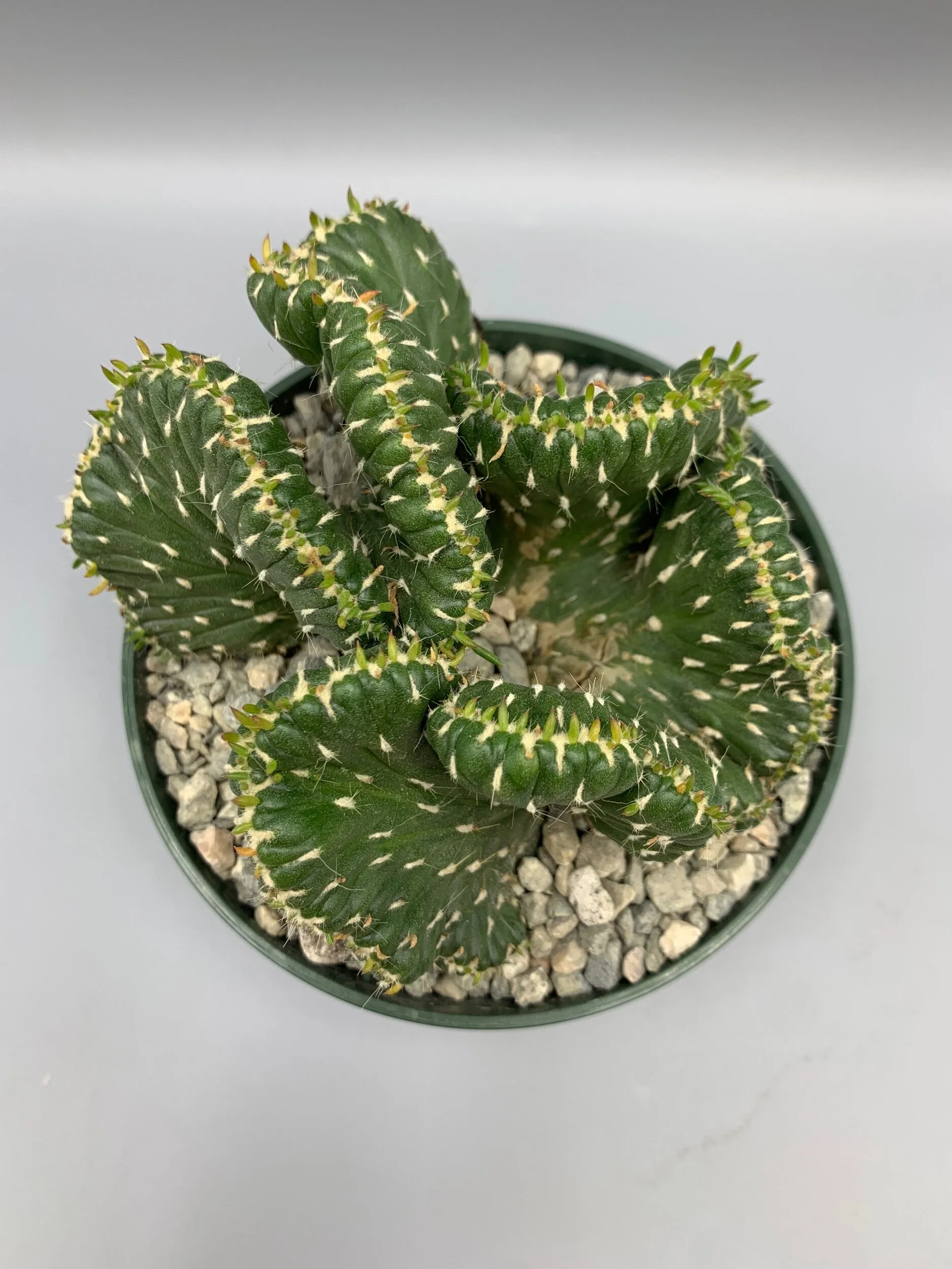 5D3058B3-2C4F-4CAD-BD6F-35DB7F012E9D