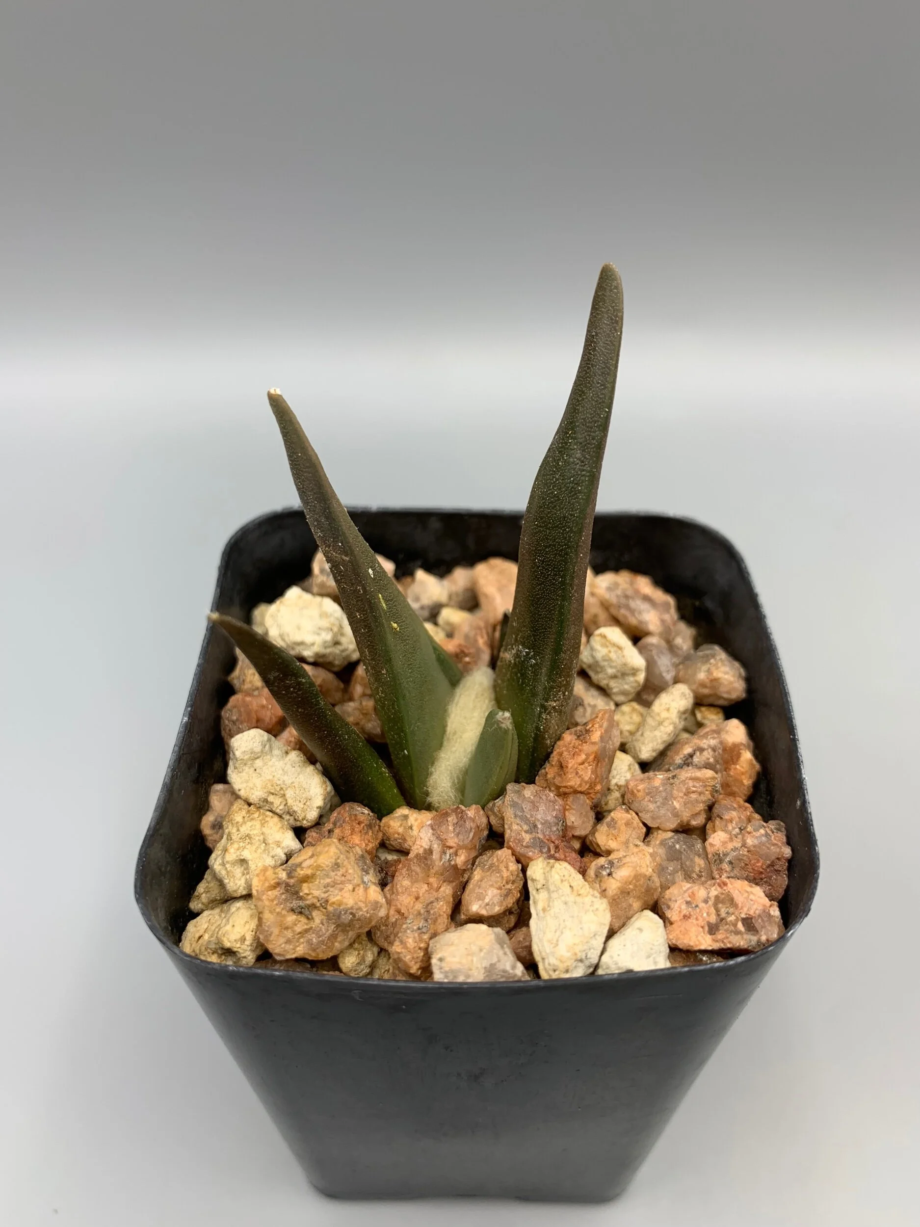 62012155-B6E5-4062-9BB1-33BC0BC10996